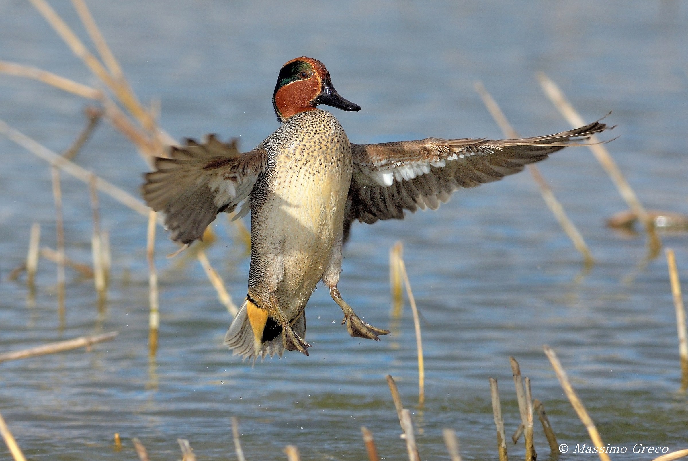 Teal (Anas crecca)