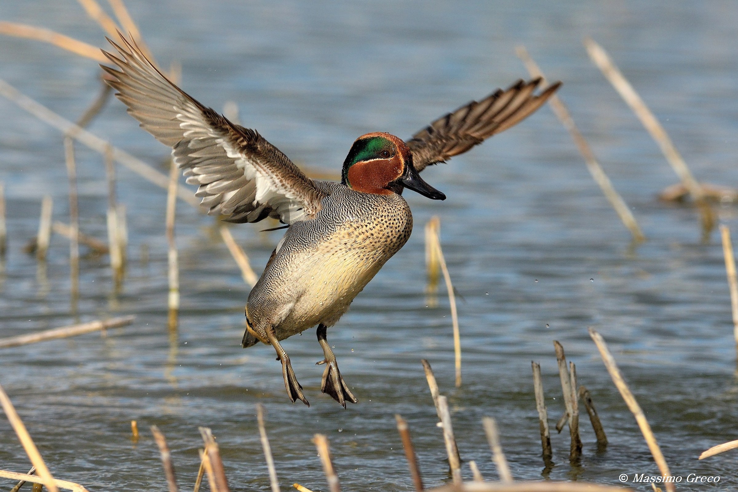 Teal (Anas crecca)
