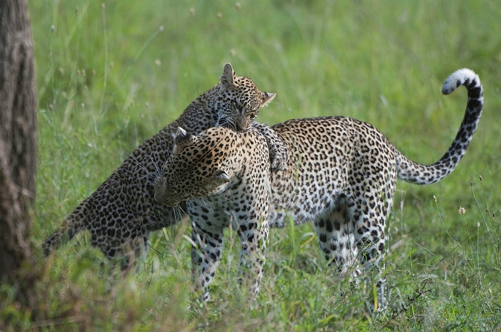 The small predator in class - Tanzania Seronera