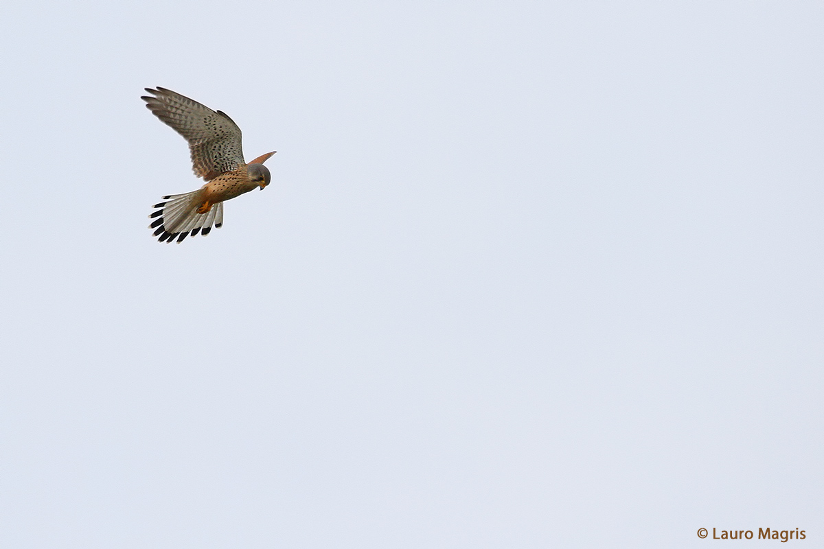 Kestrel in the Holy Spirit