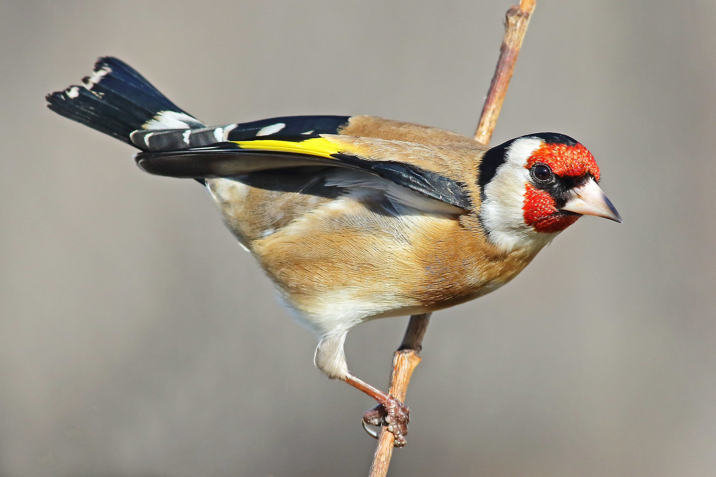 The goldfinch