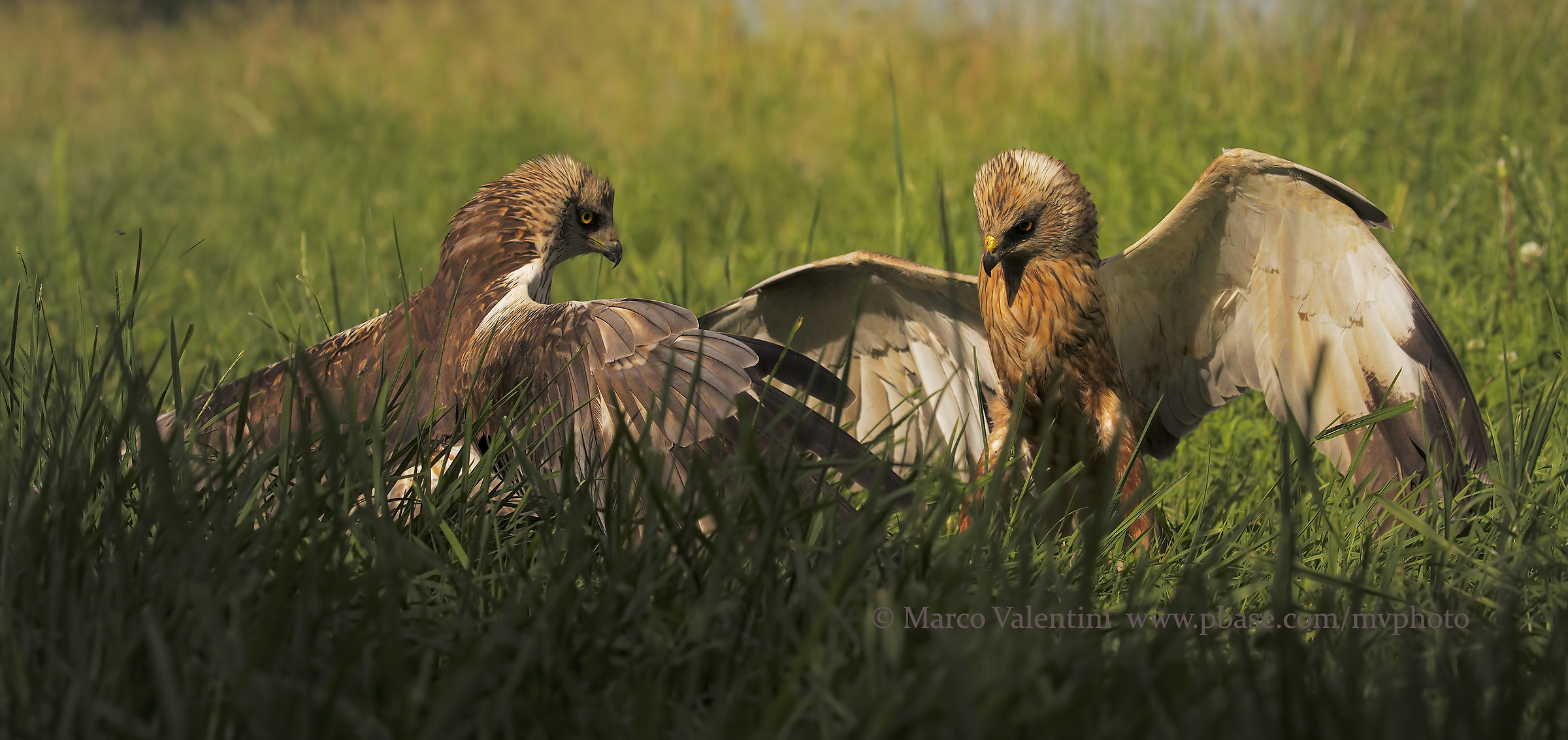 Battaglia nella palude