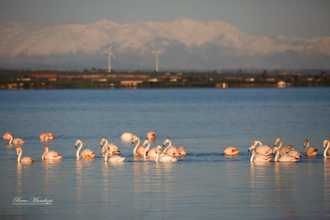 Flamingos in the lake of Lesina with Maiella in the backgrou...