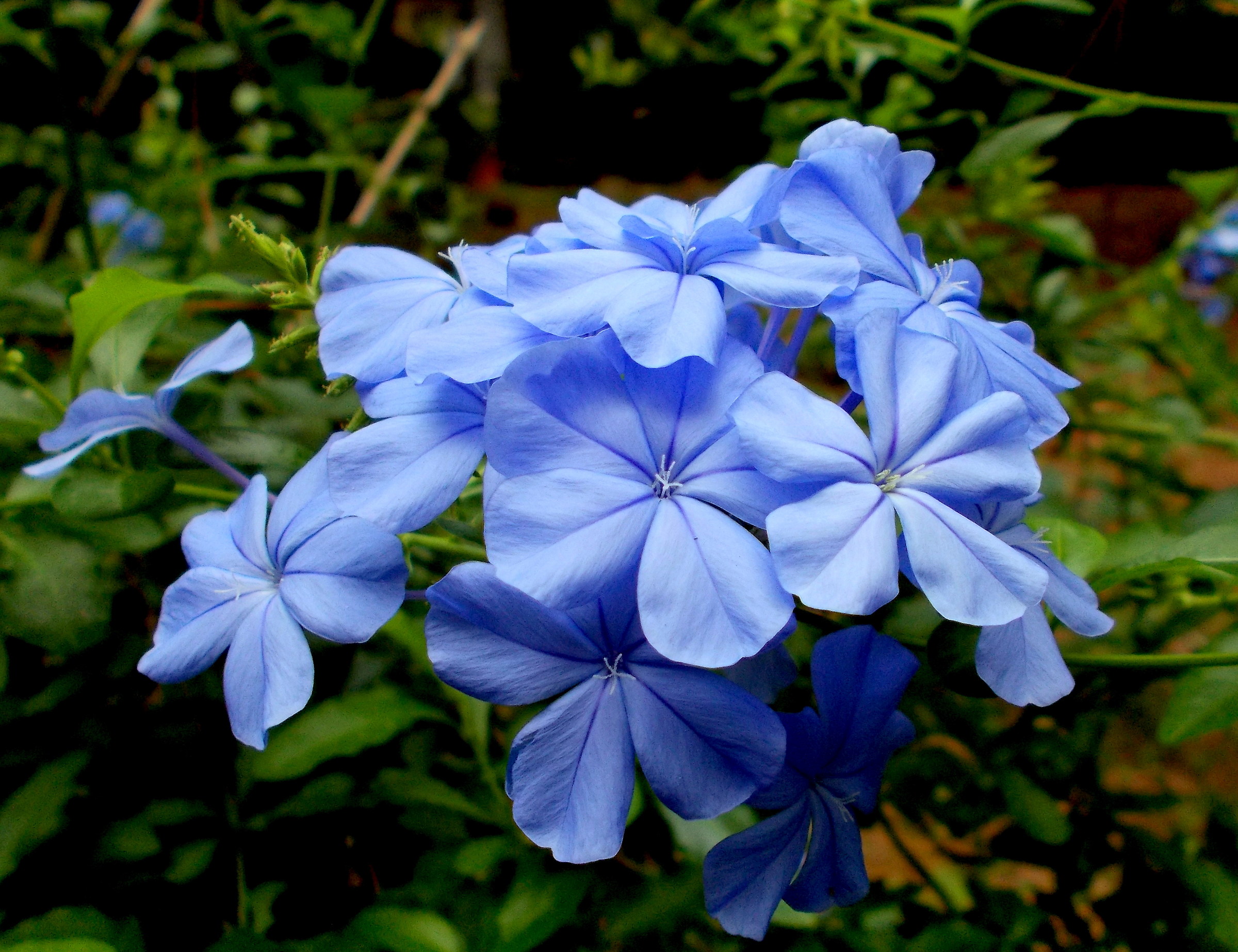 Plumbago
