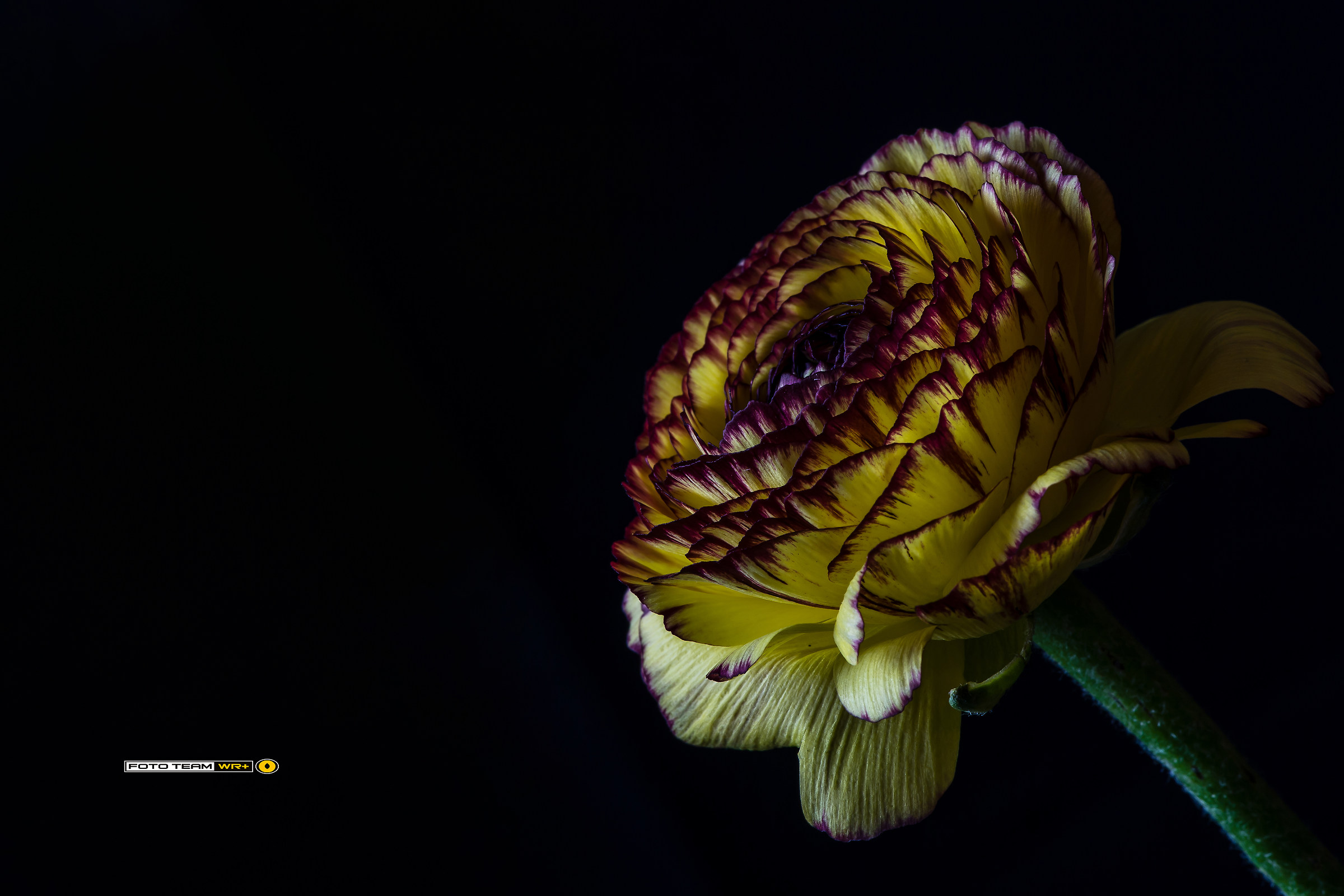 Ranunculus asiaticus