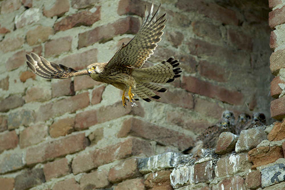 The kestrel leaves for hunting.