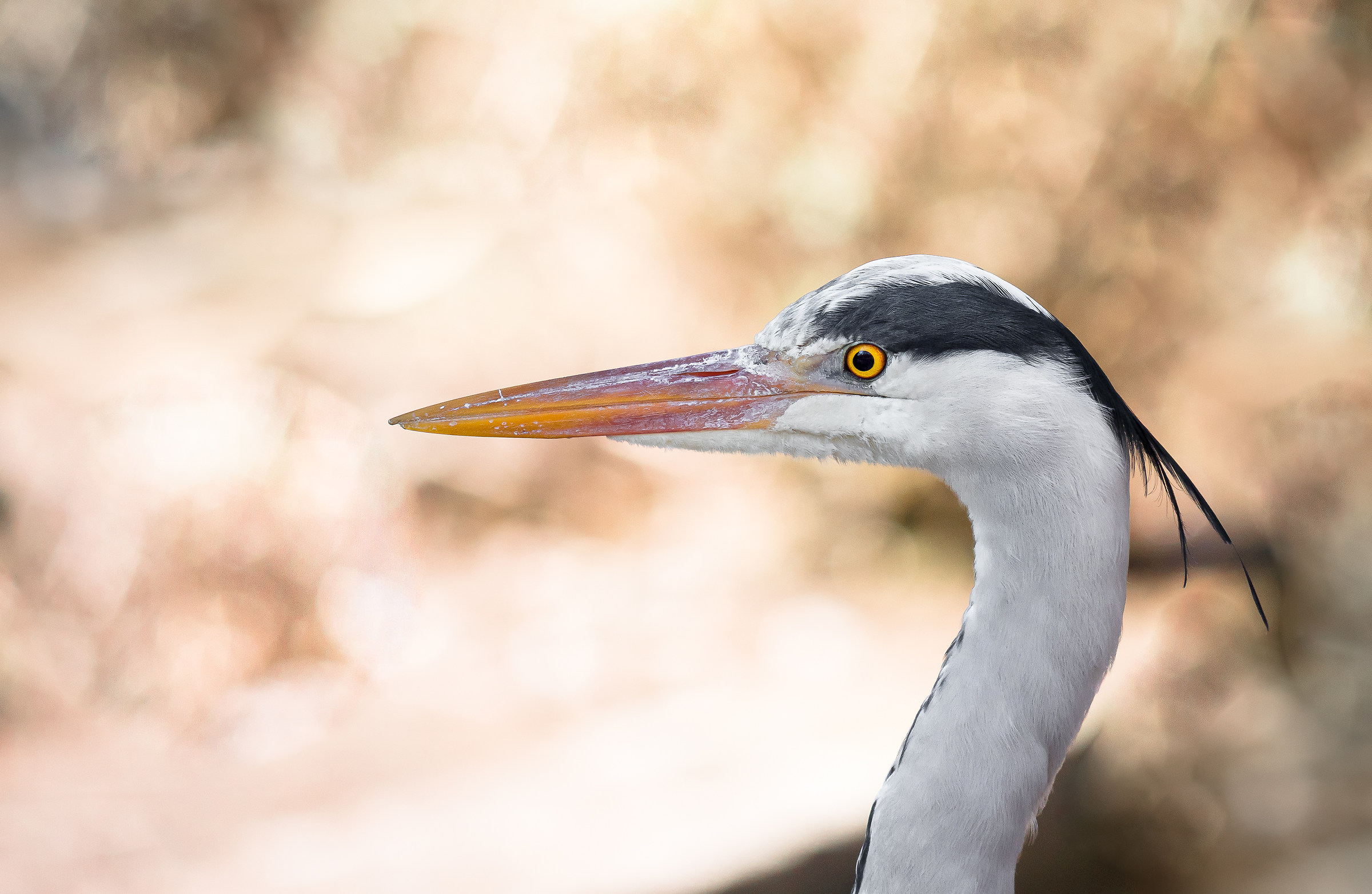 I want to get the beak ........