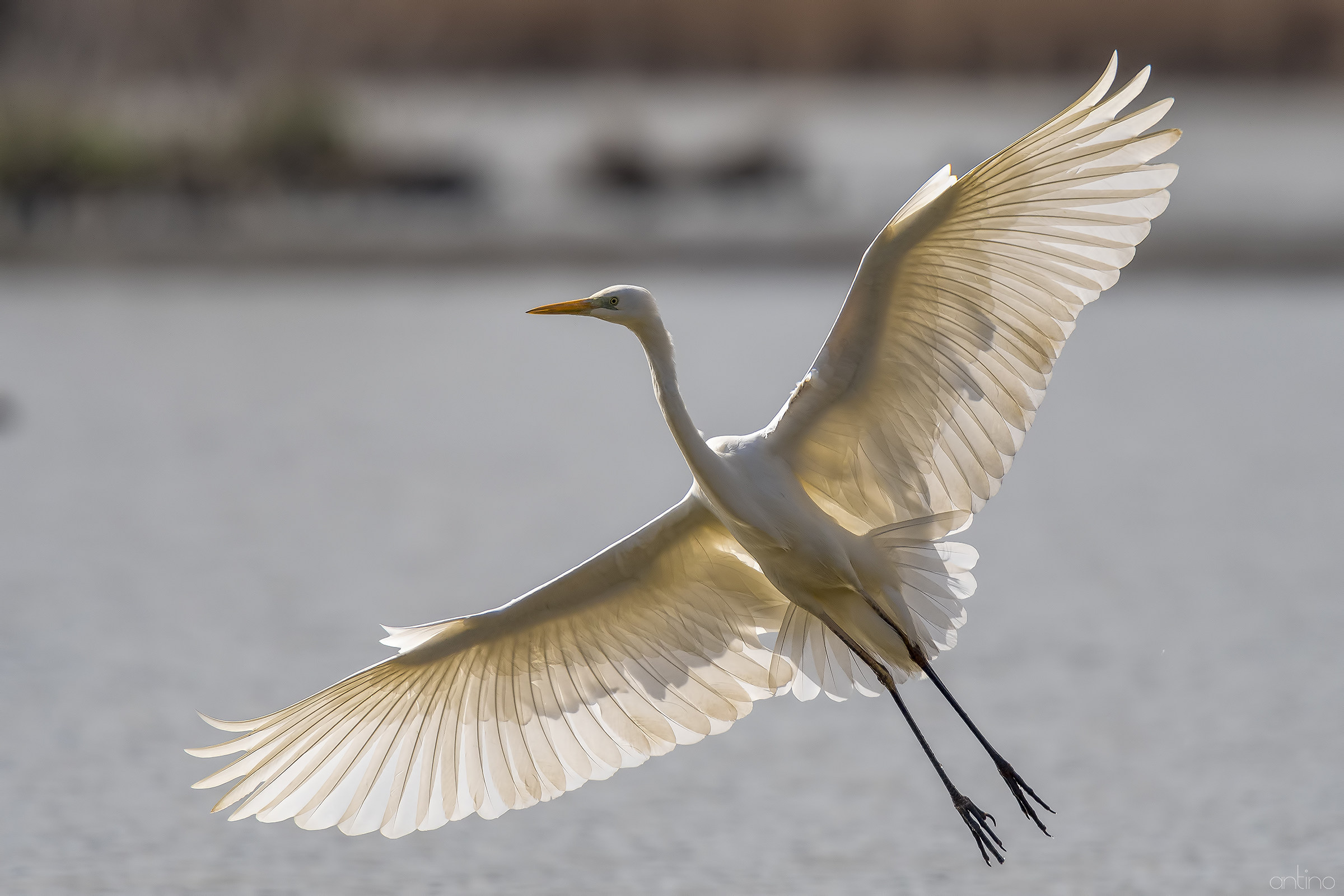 Airone bianco maggiore