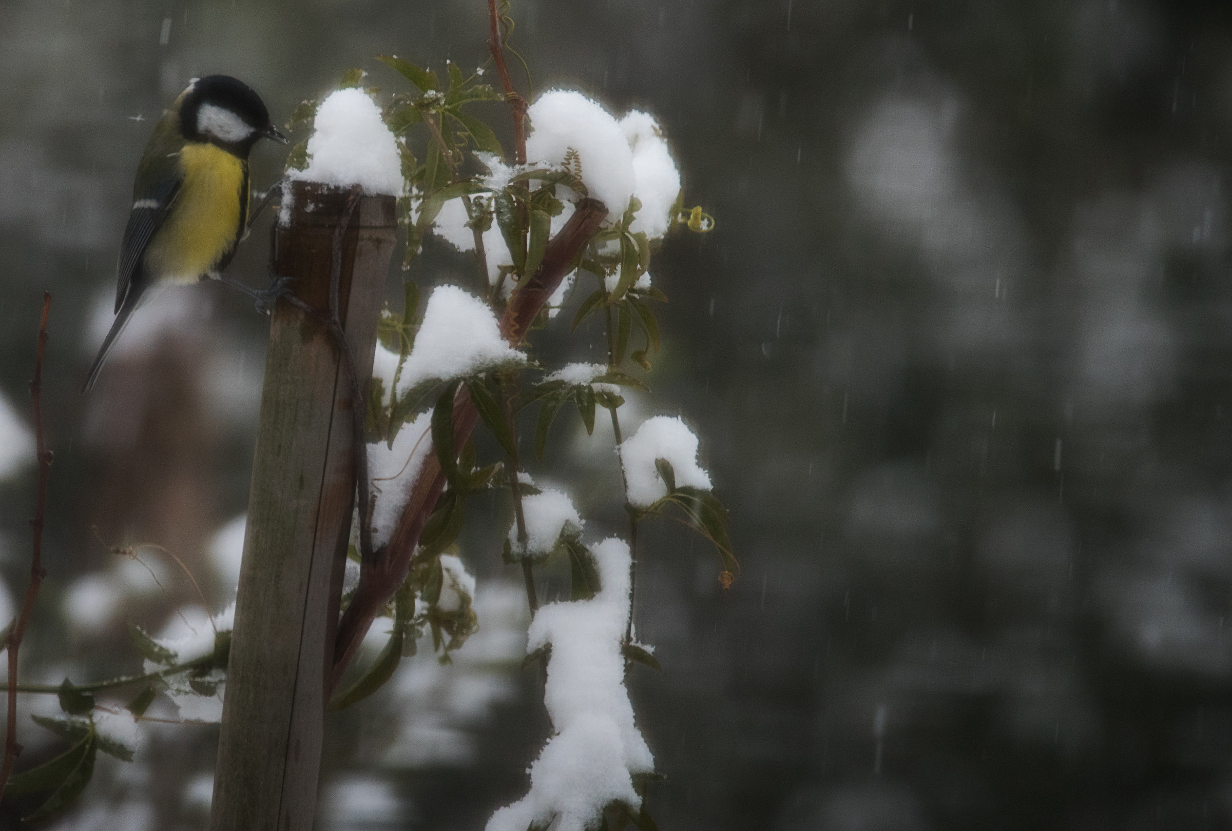 sotto la neve_fame!!