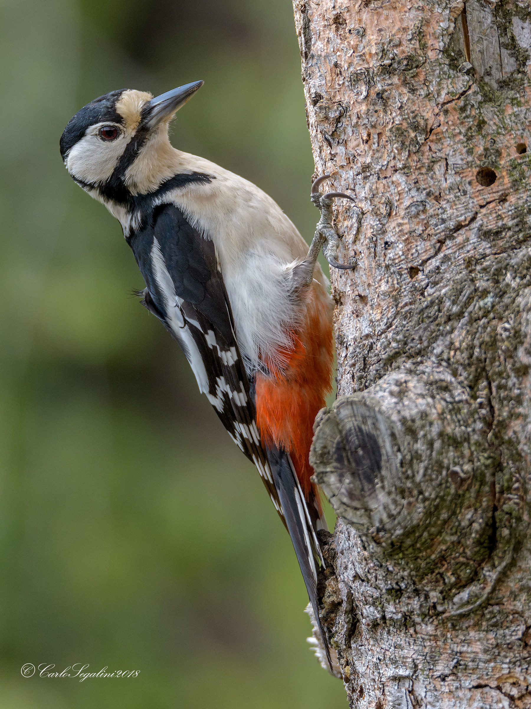 Great spotted woodpecker