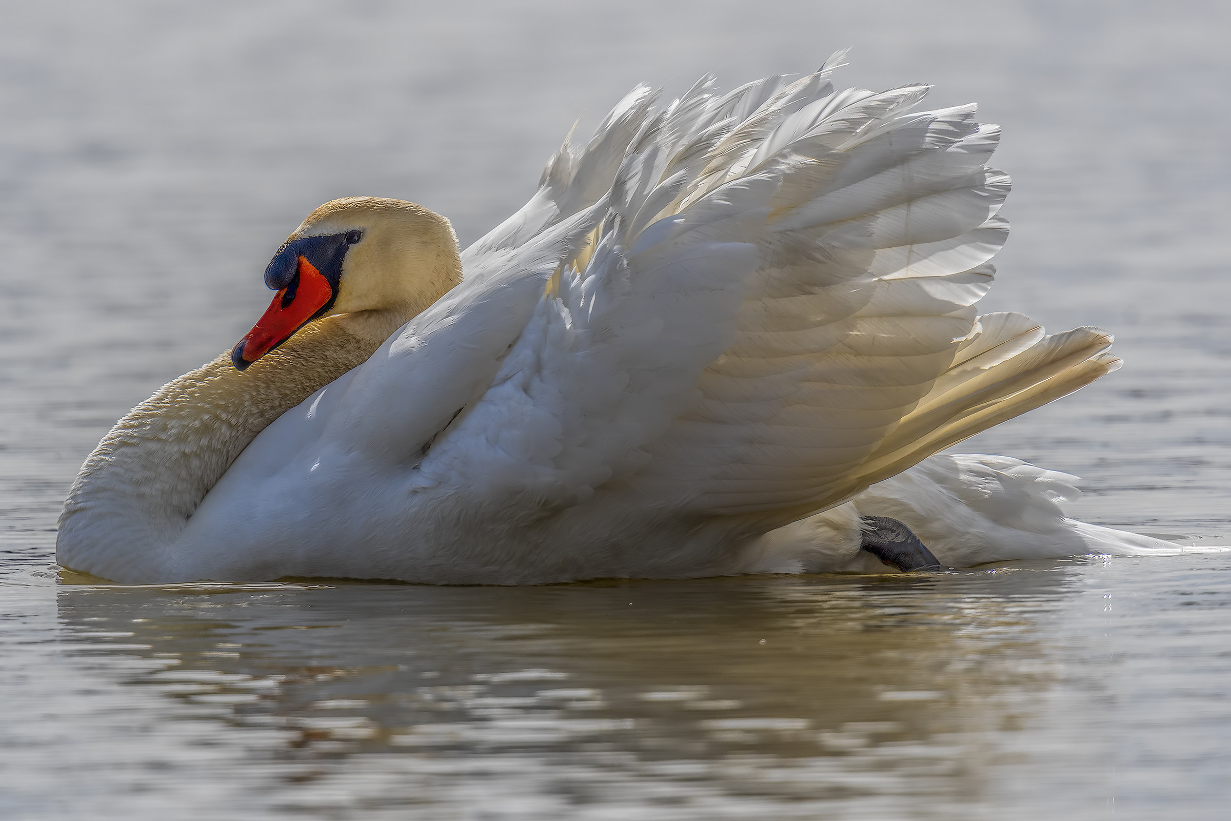 Whooper swan