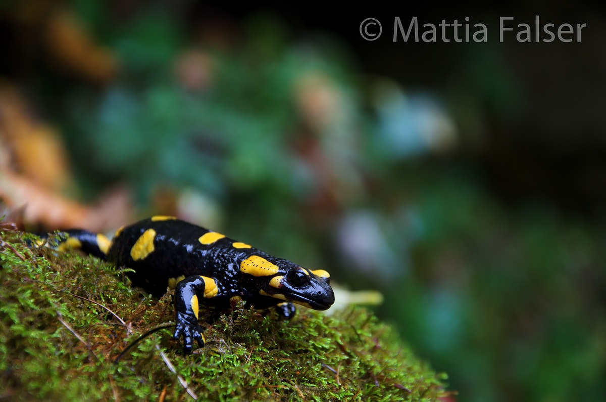 The fairy of the forest