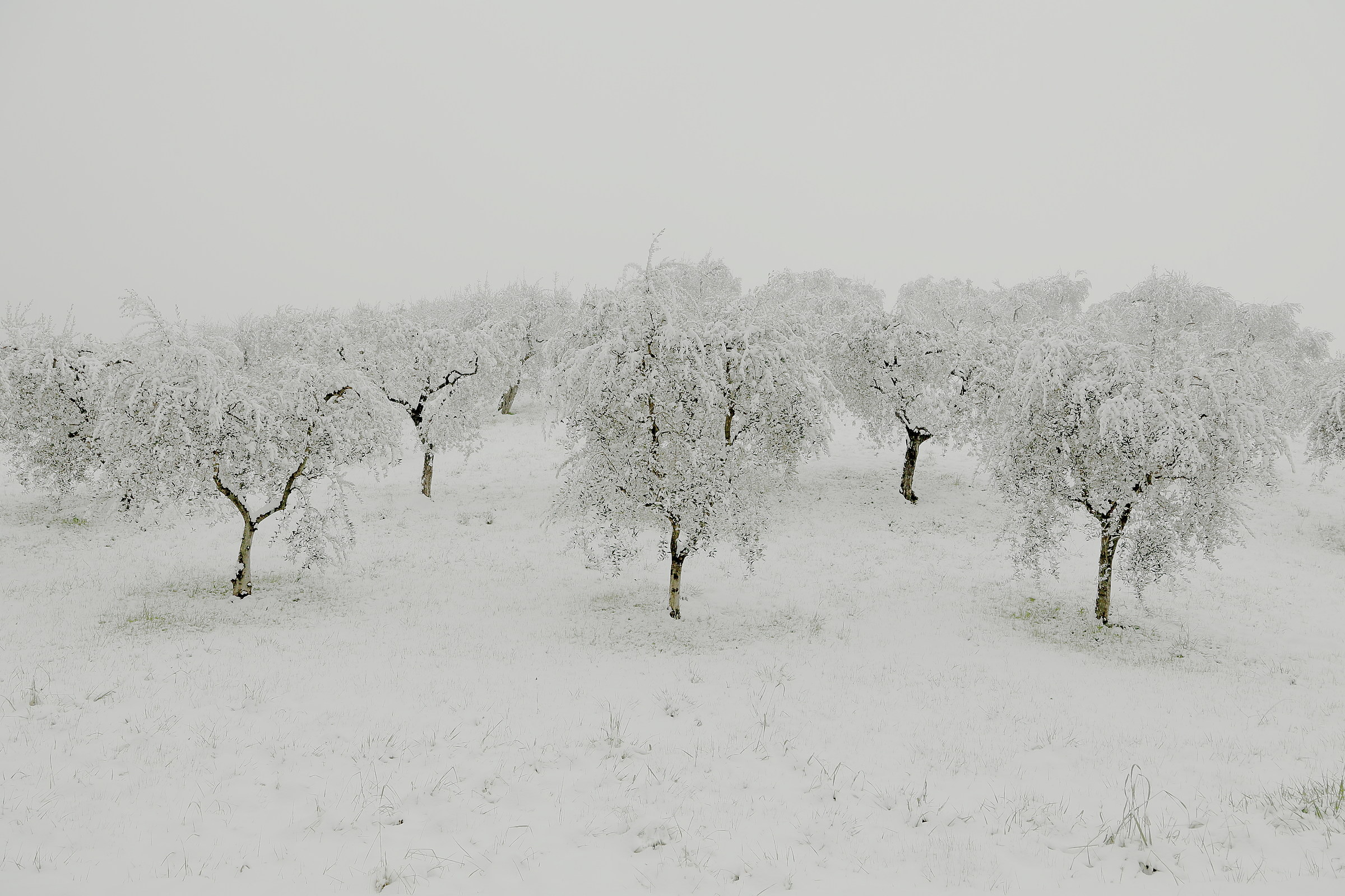 whitened olive trees