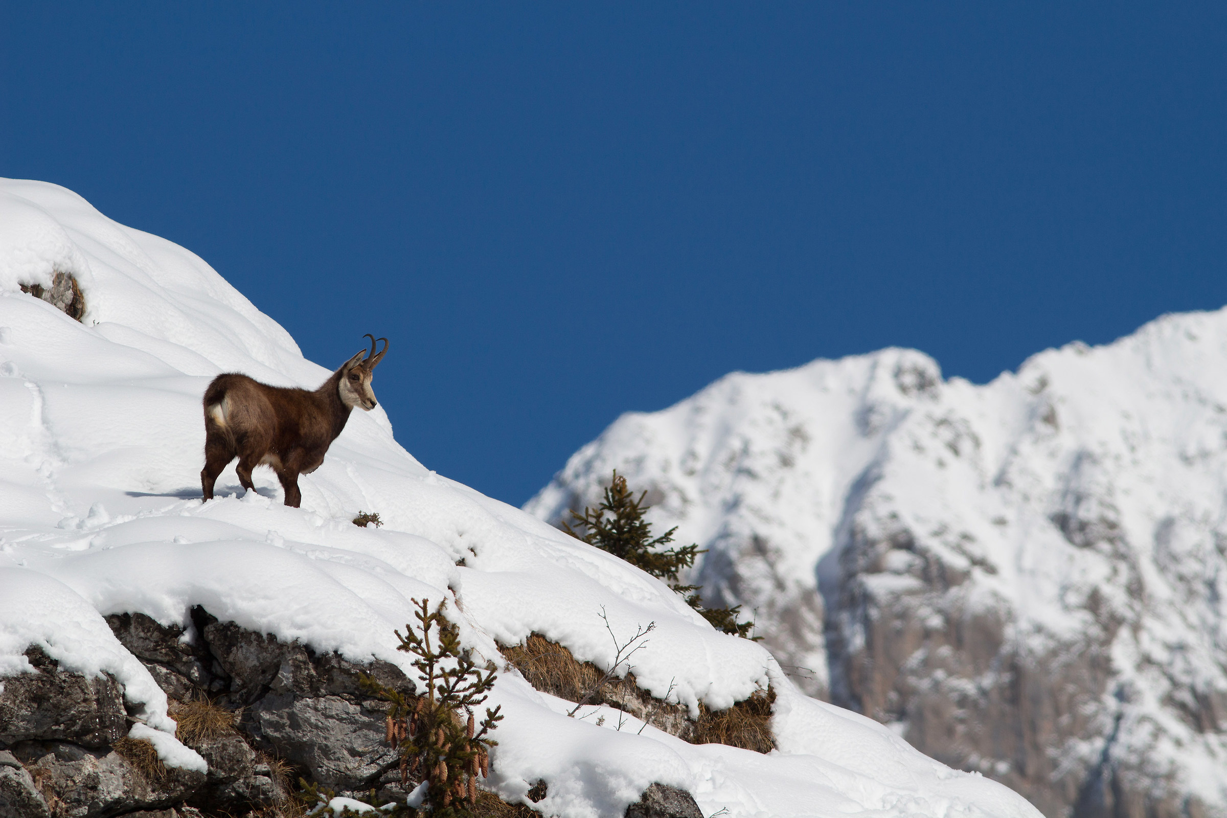 cuckoo ... do not take me!
