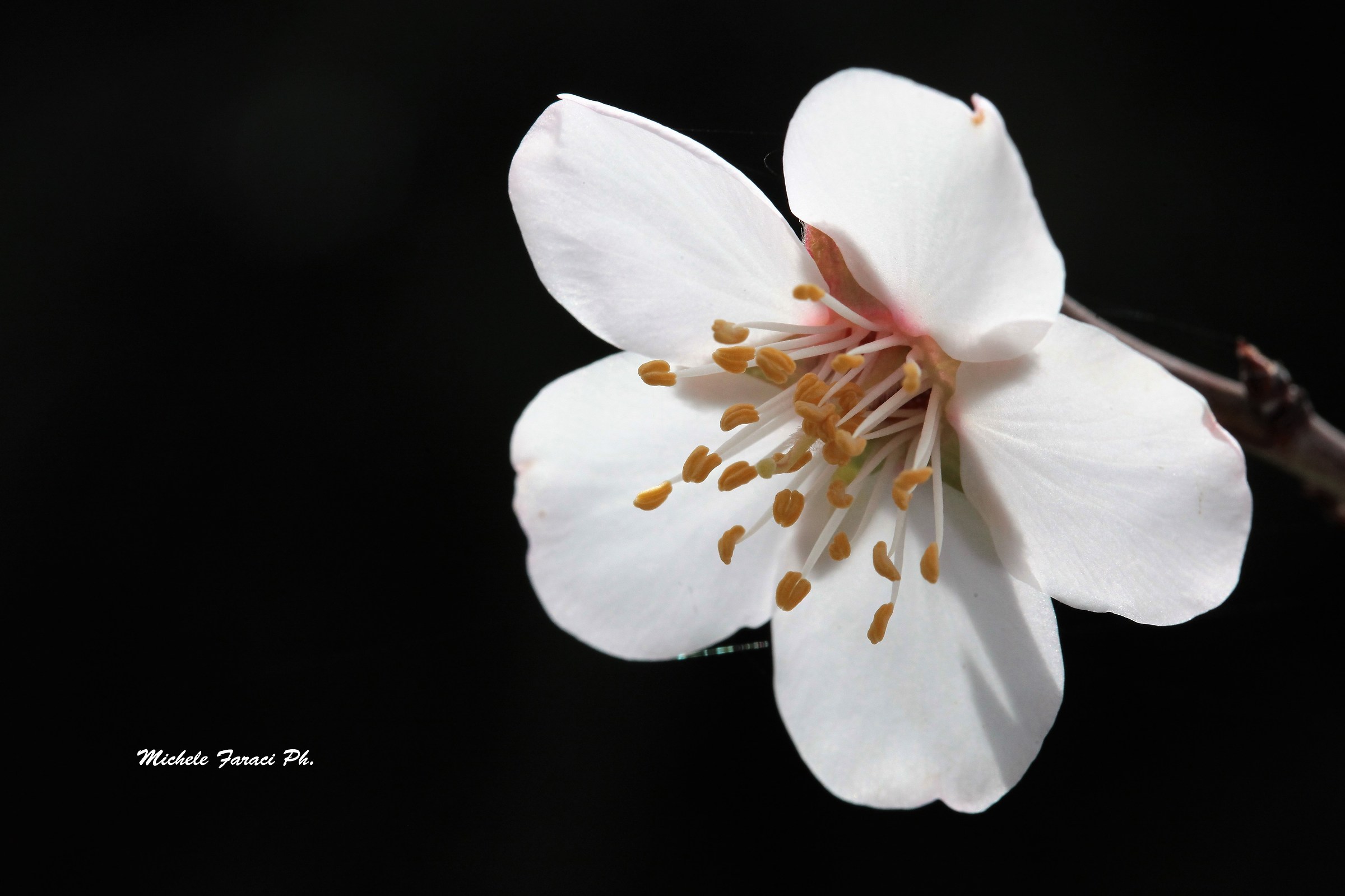 First Almond Blossom 2018
