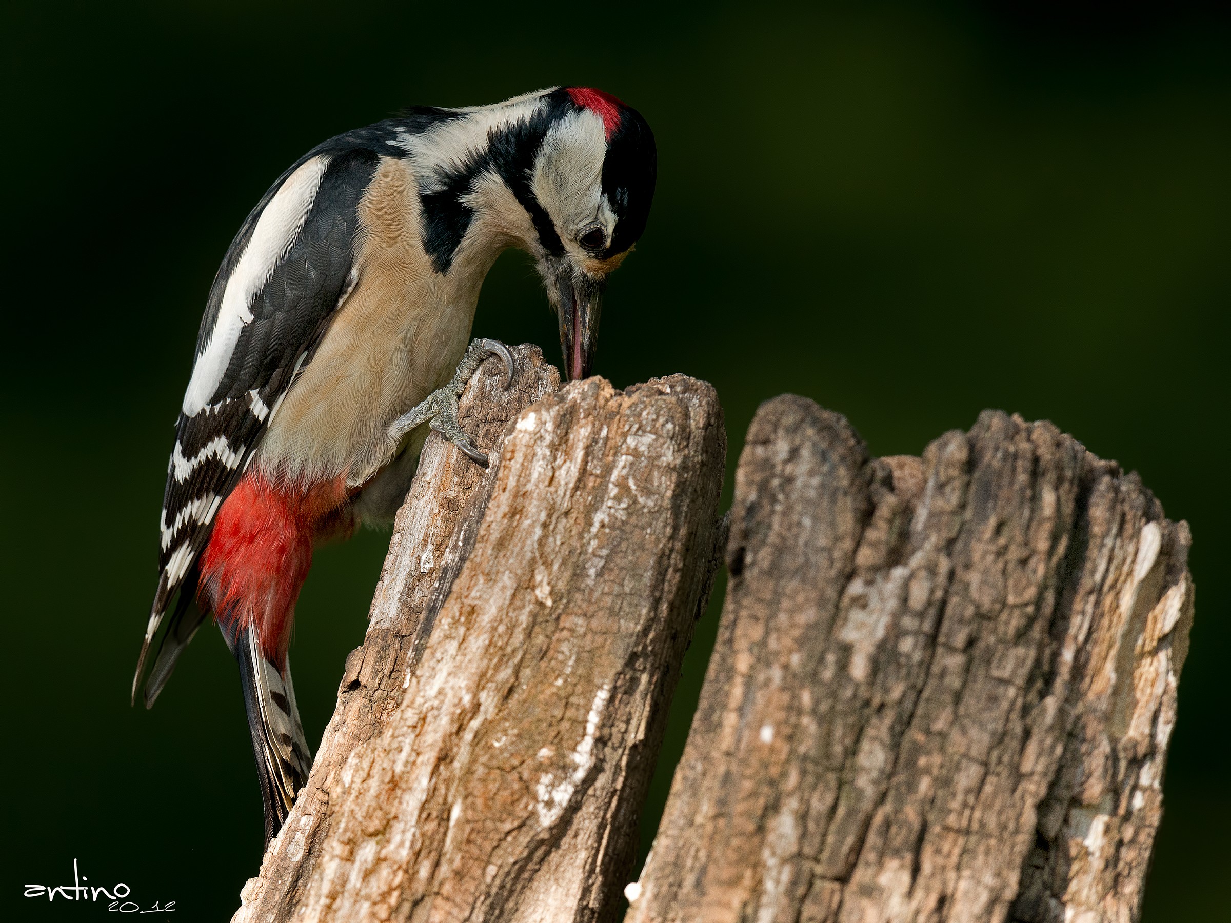 Picchio rosso maggiore maschio 2