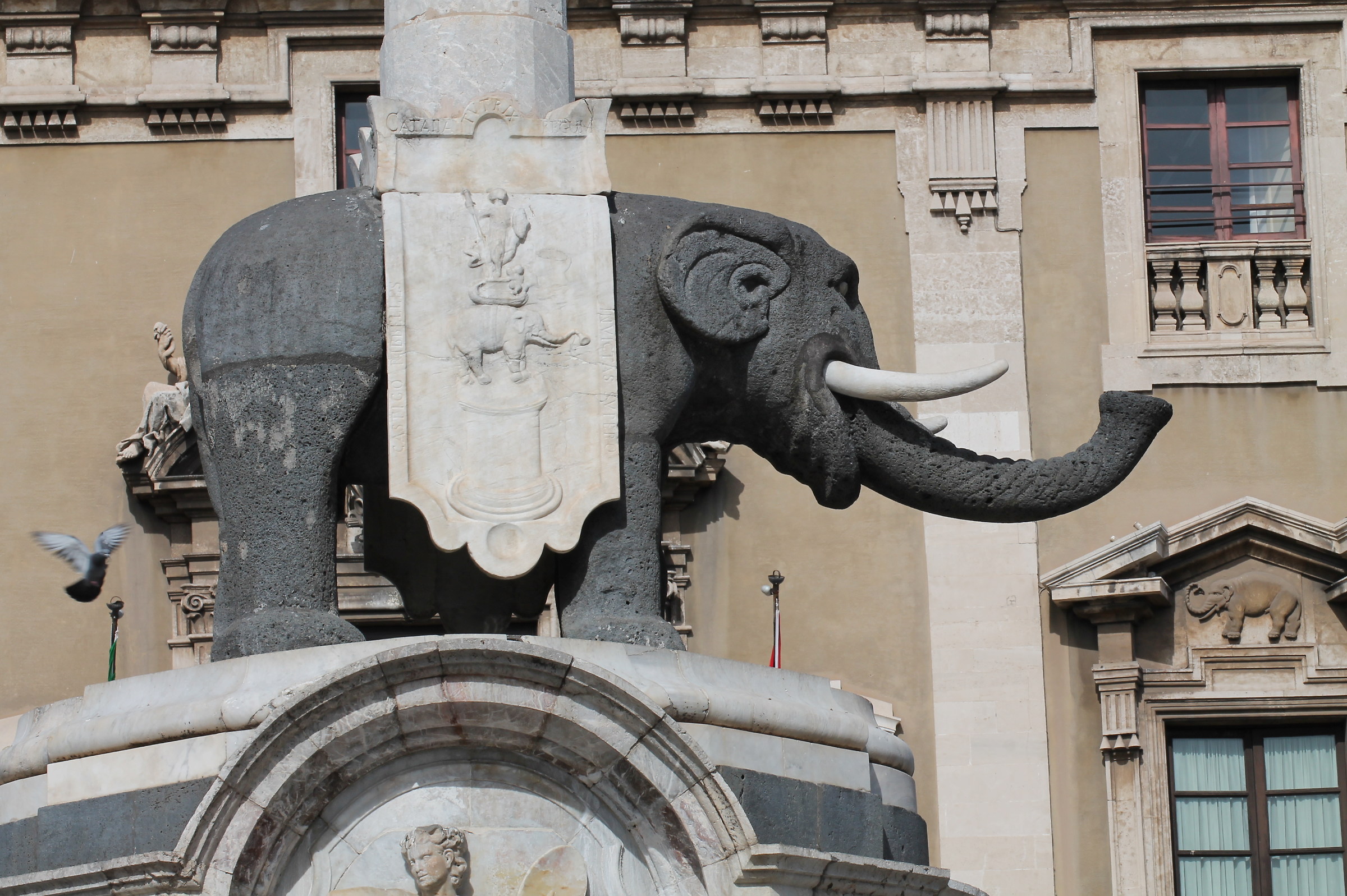 elephant catania