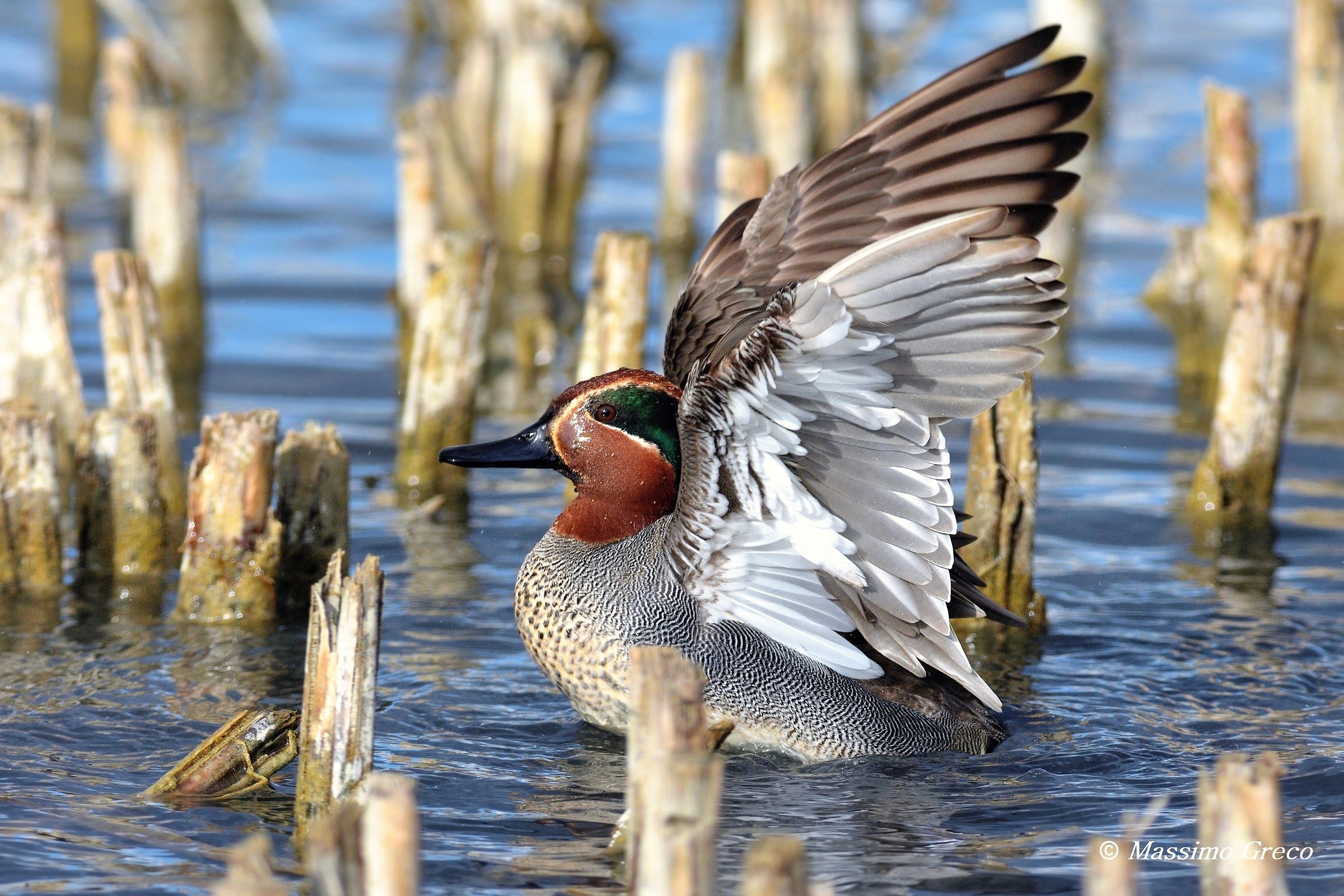Teal (Anas crecca)