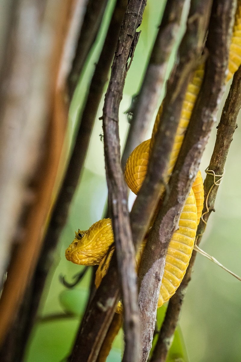 Eyelash viper
