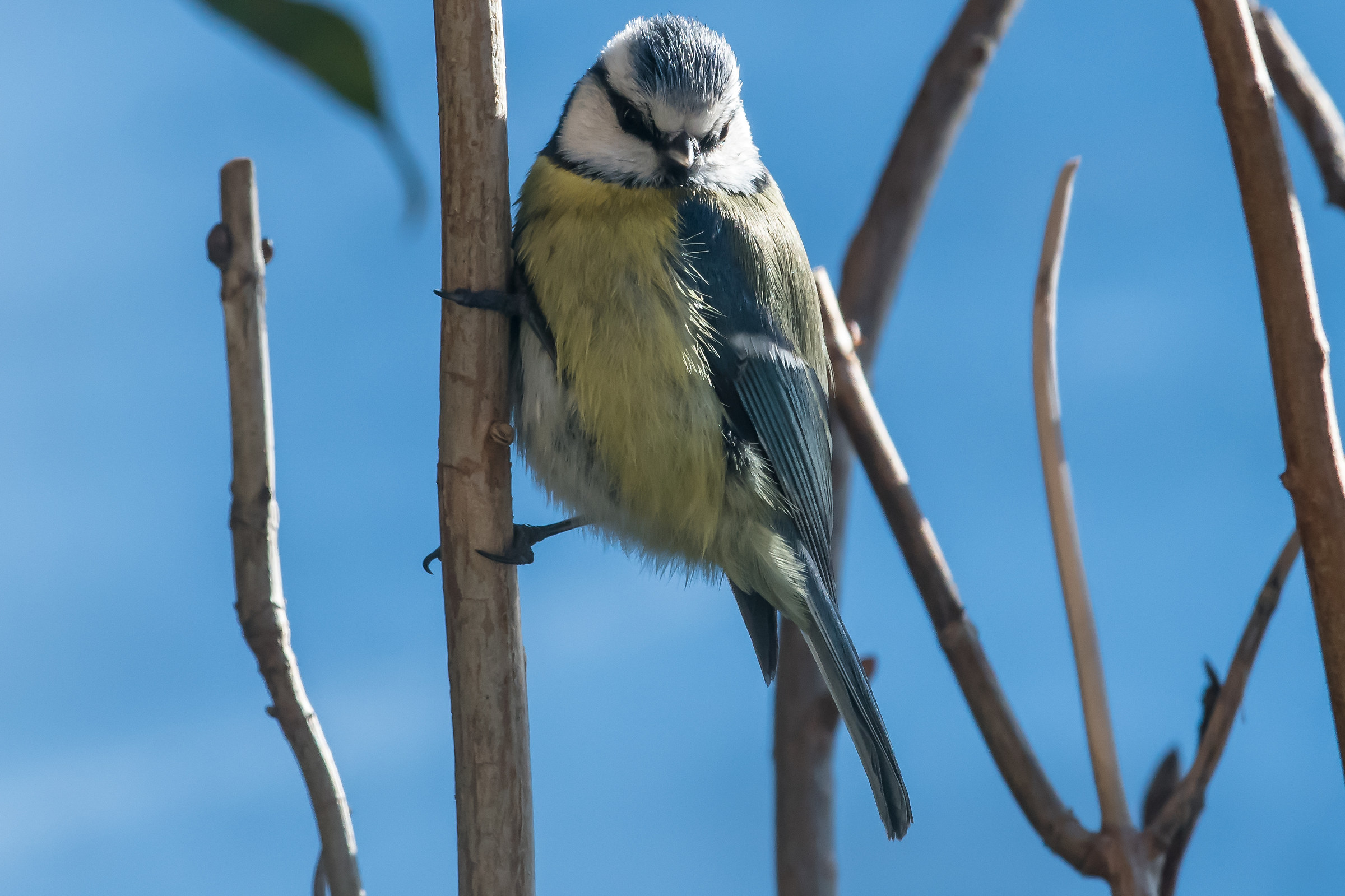 che fai, mi guardi le gambe?