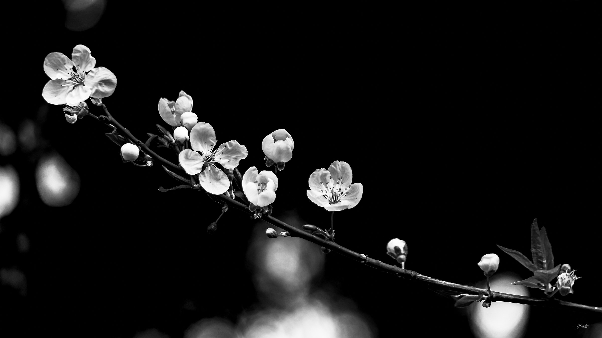Primavera in BW