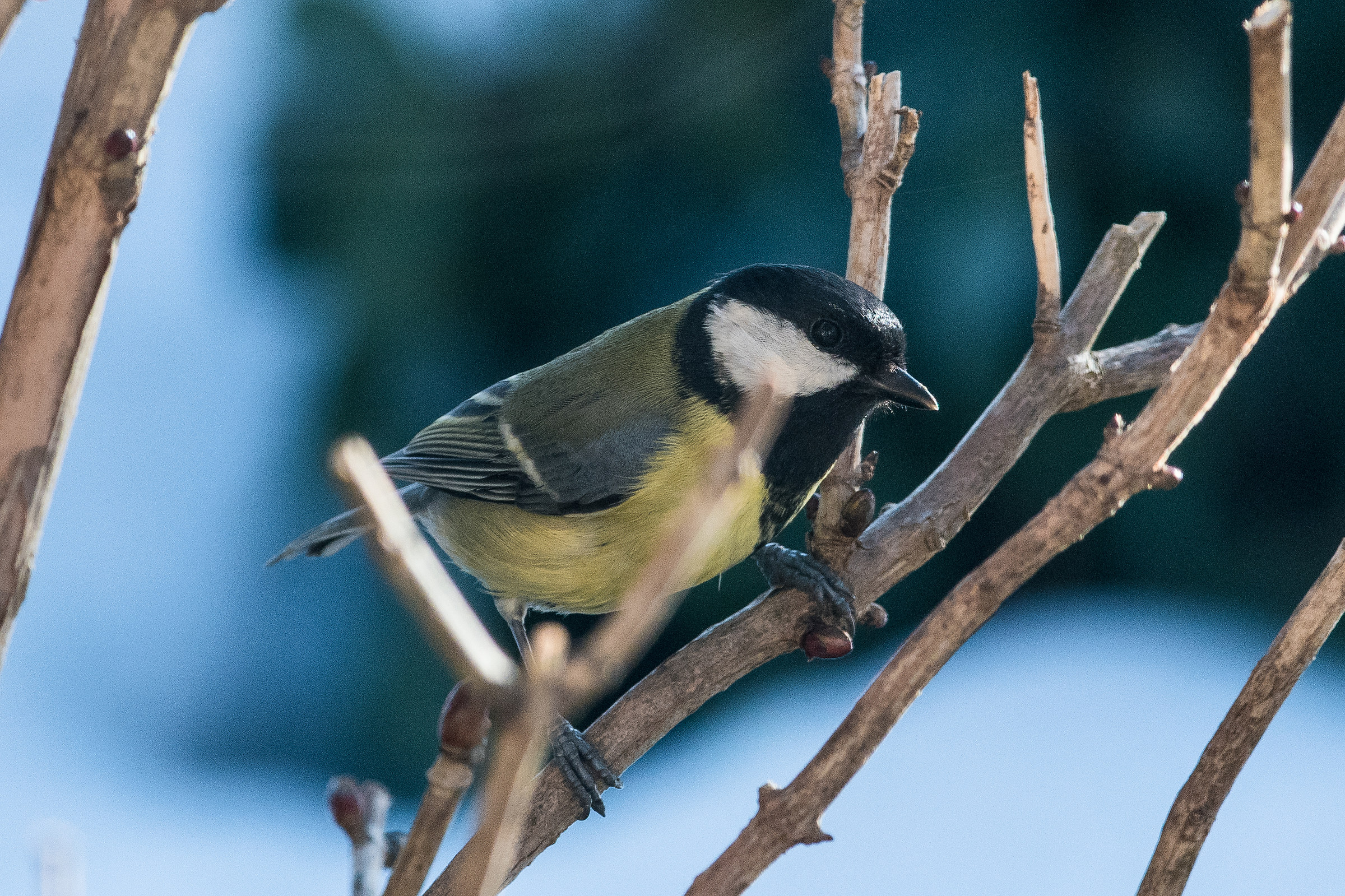 cincia sui rami di ortensia