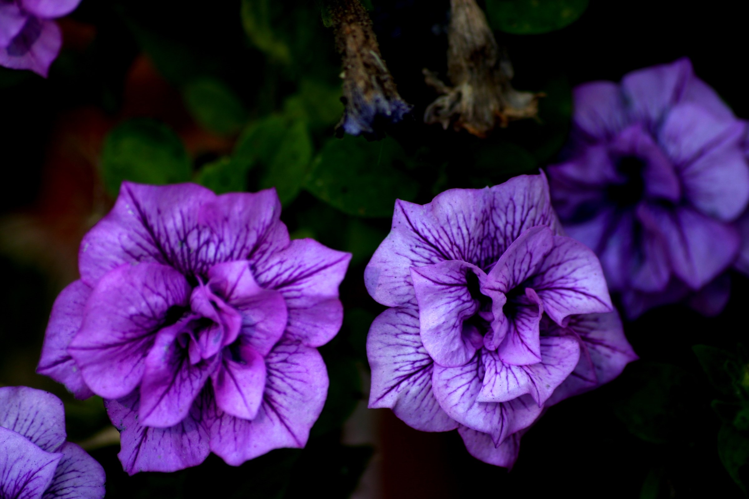 i tre fiori viola