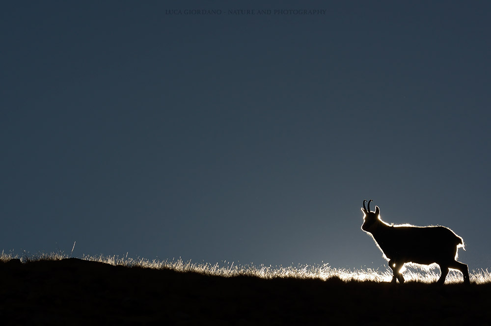 Alpine chamois - Alpine chamois