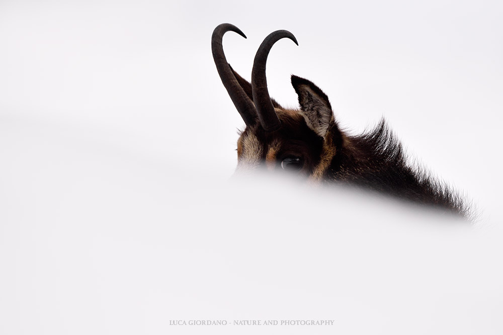 Alpine chamois - Alpine chamois