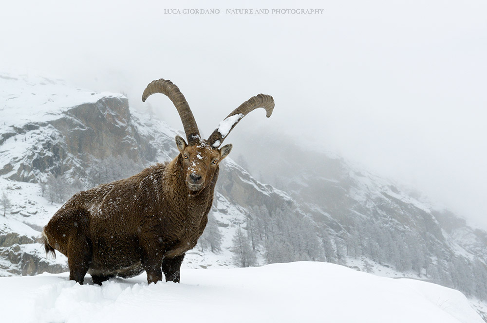 Alpine ibex - Alpine ibex
