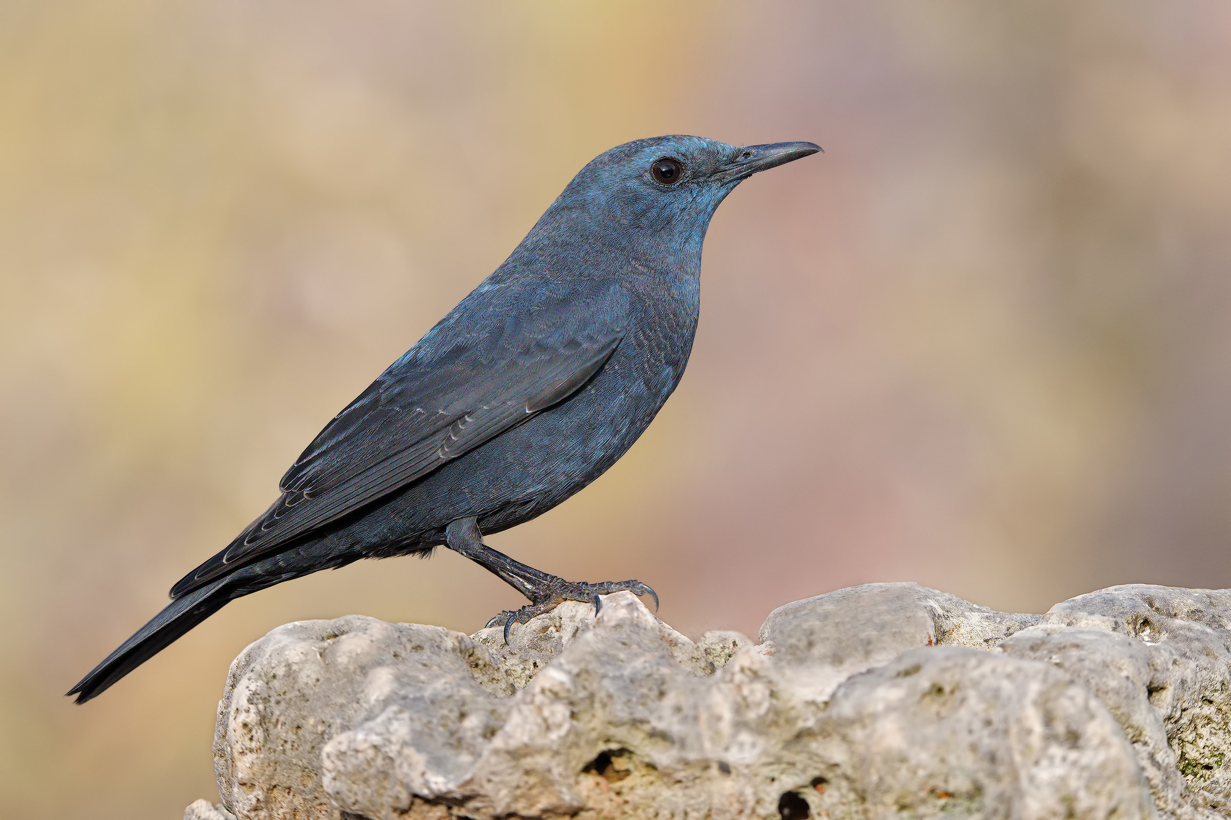 Cantando vai finchè non more il giorno ...
