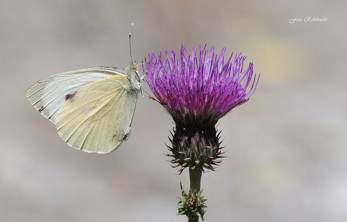 Greater Cabolaia ...