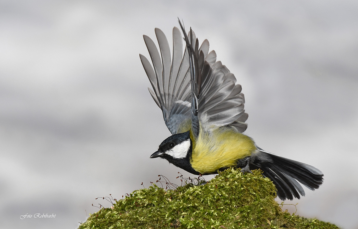 The Allegra departing ...