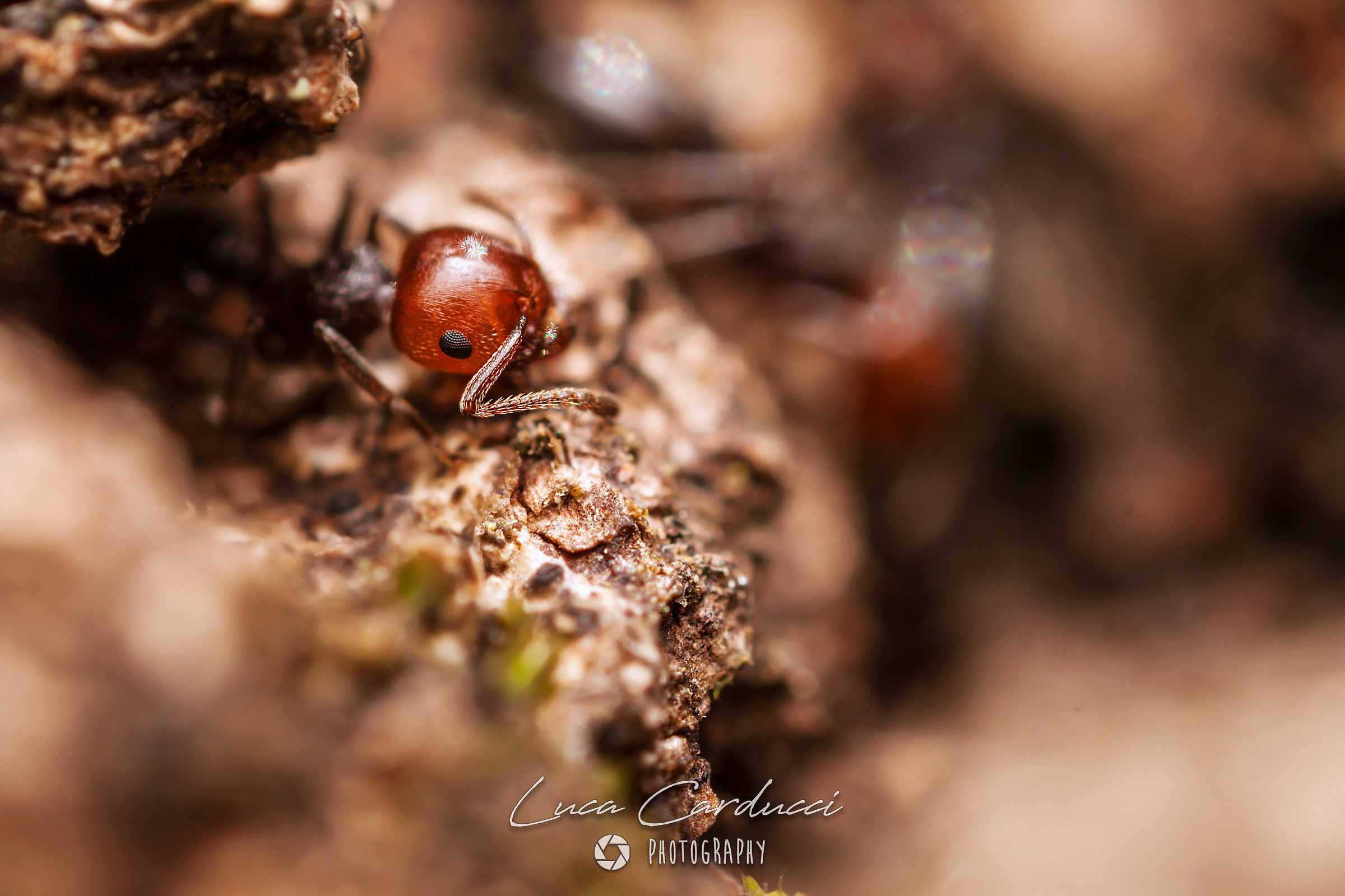 A peek from the shelter