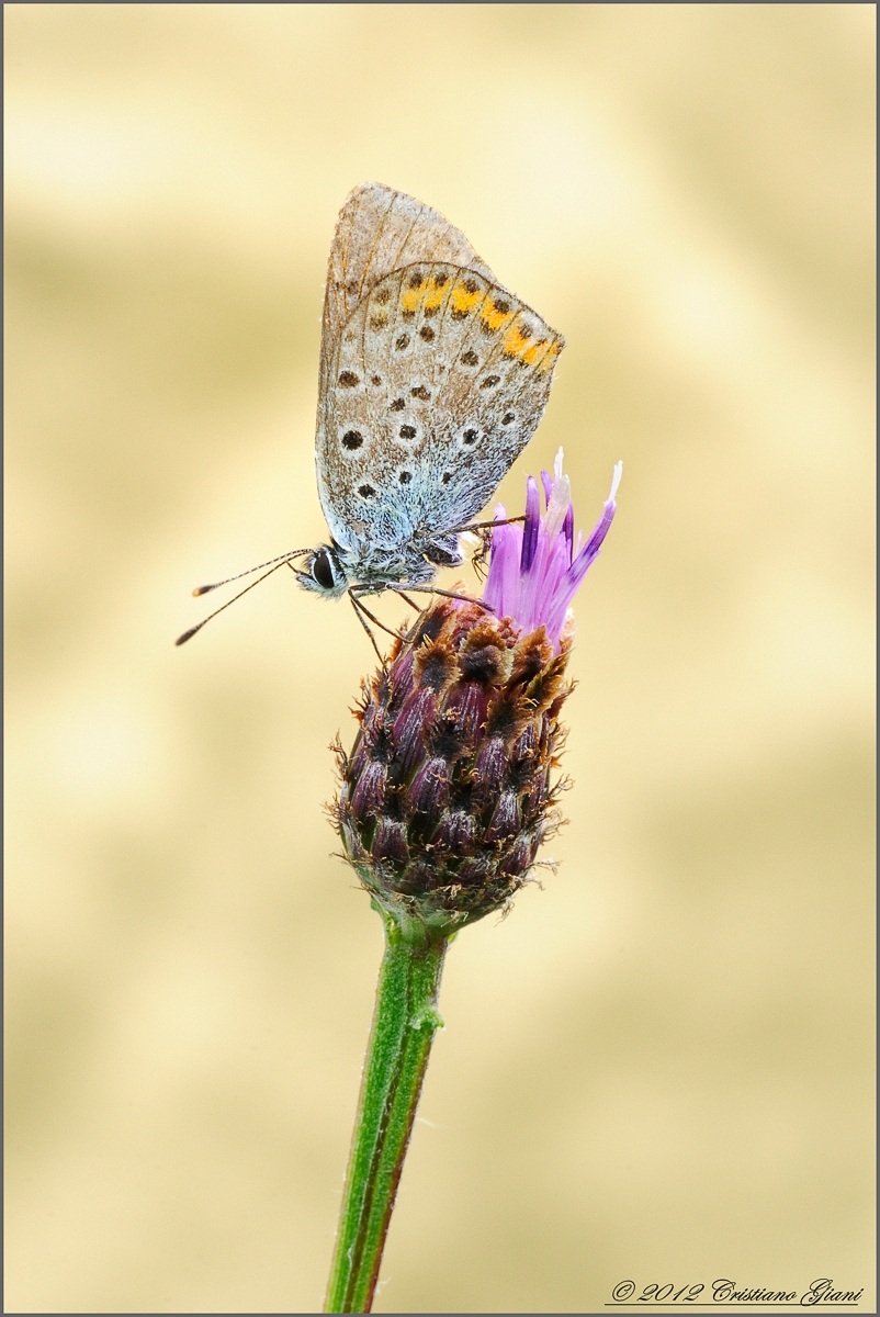 Licenide of stoppione