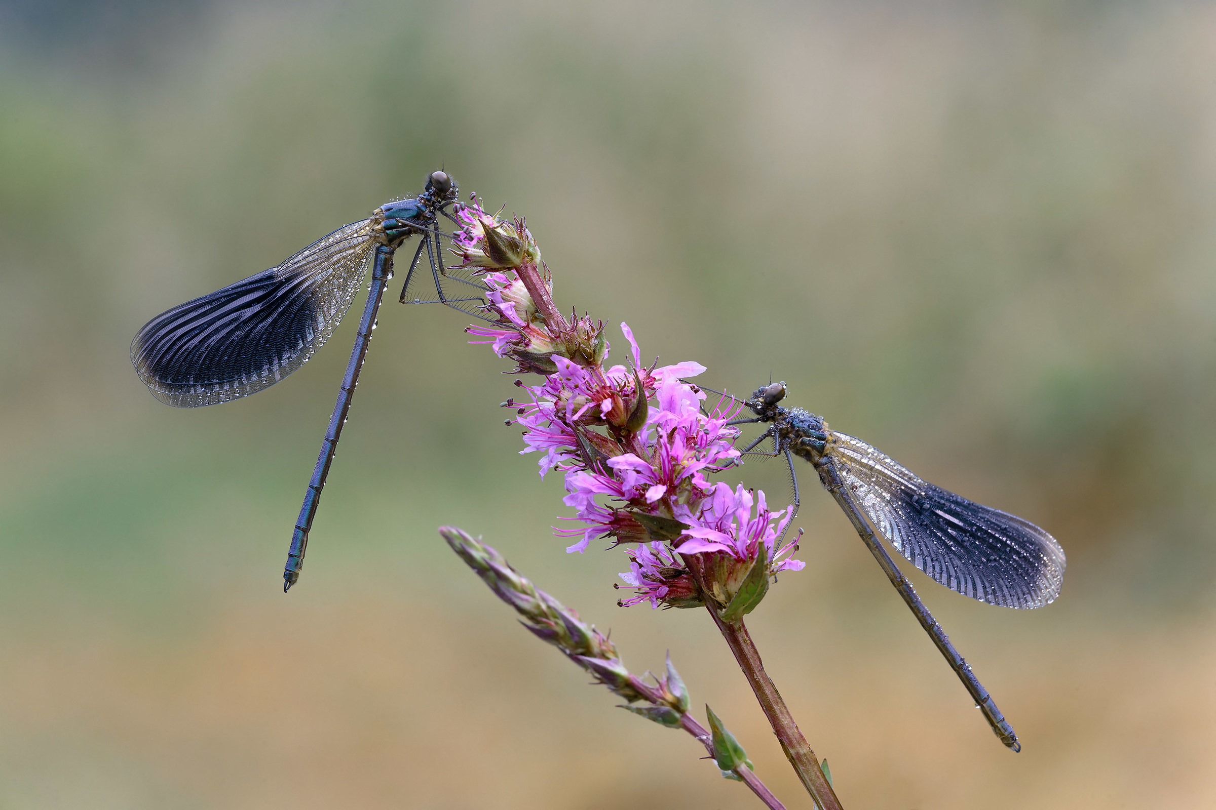 Calopteryx Splendens