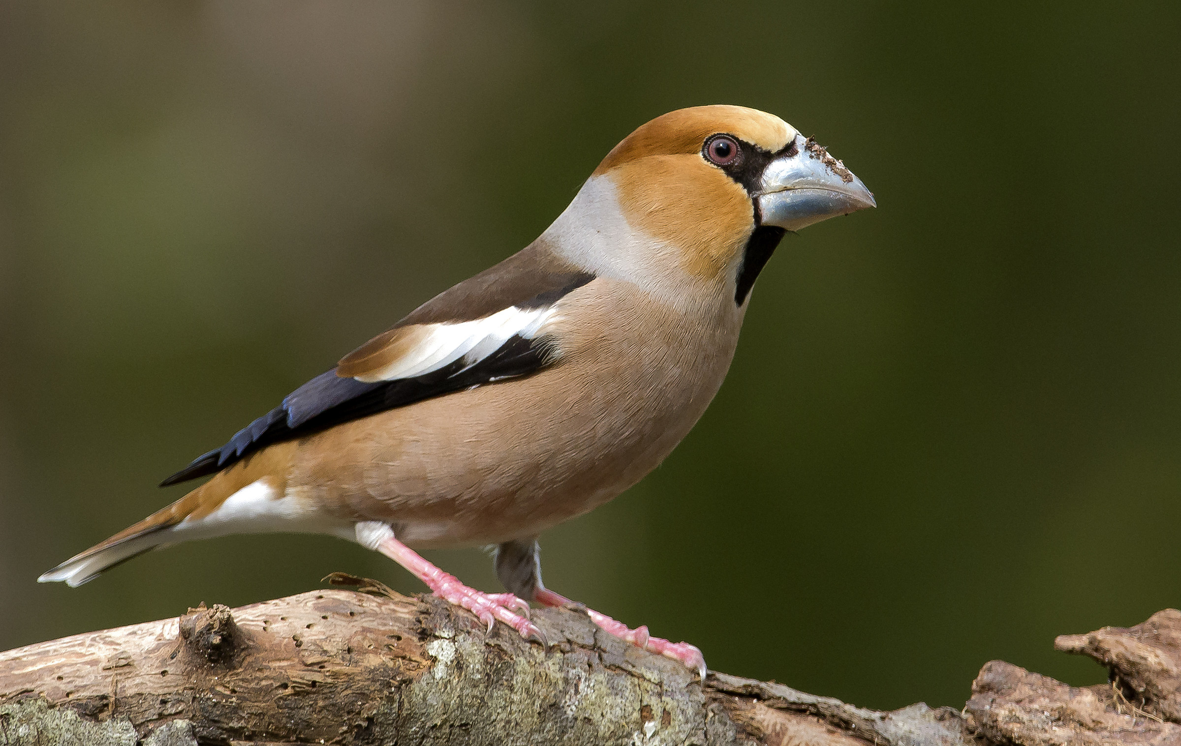 Grosbeak