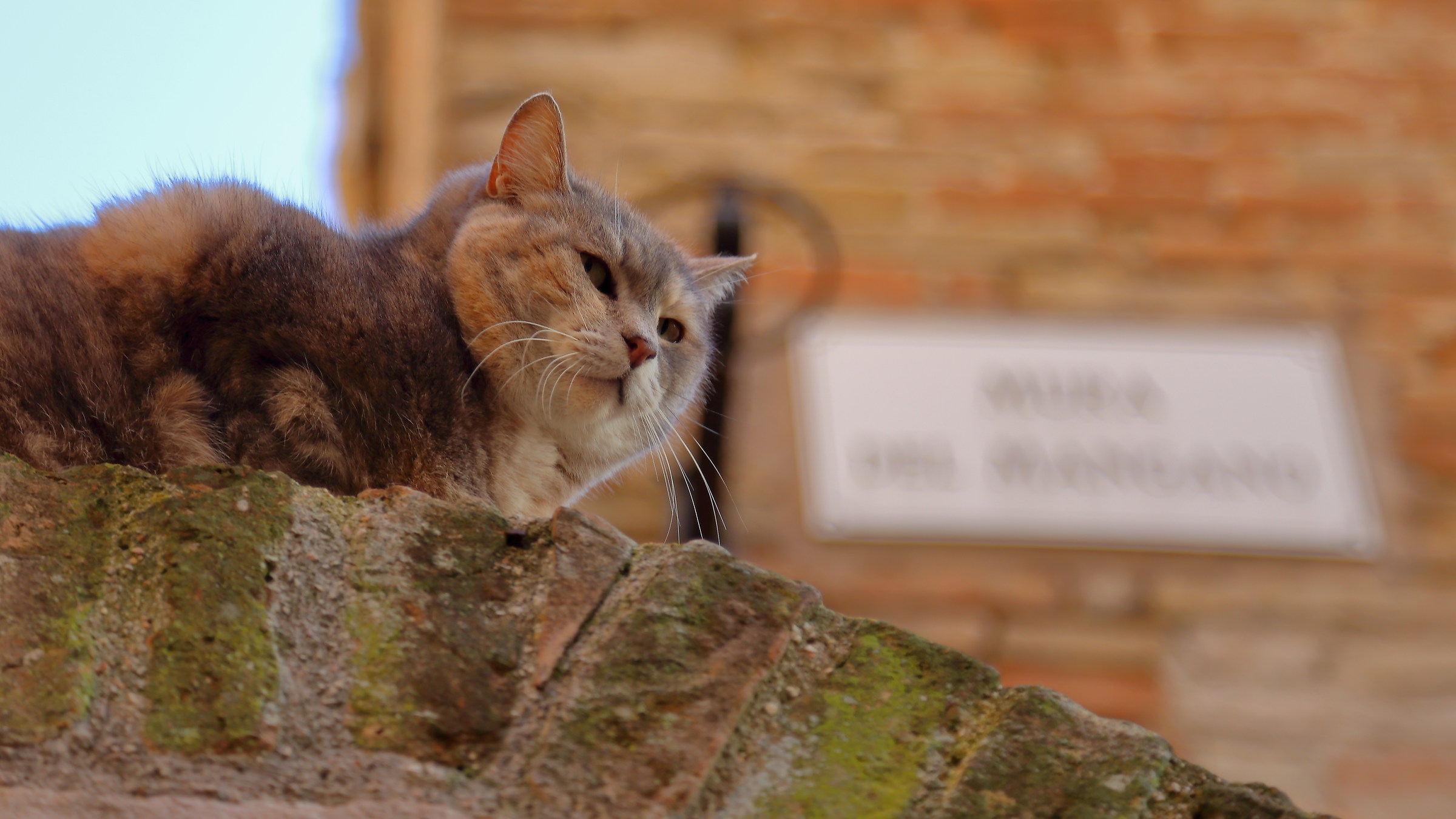 The guardian of the Mangano walls