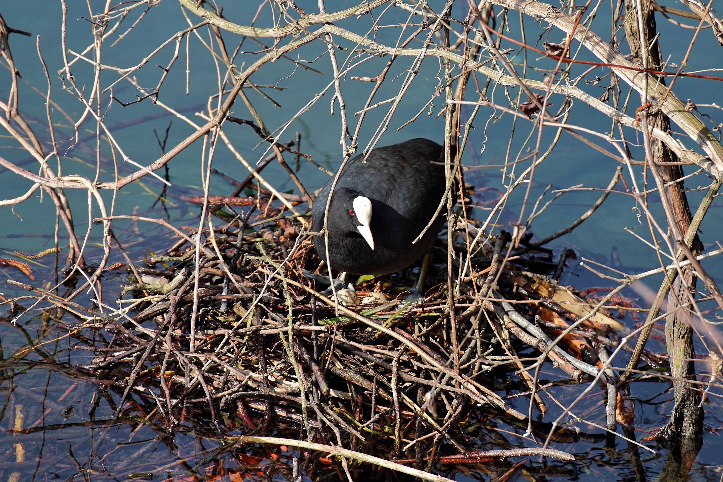 Folaga in procinto di cova