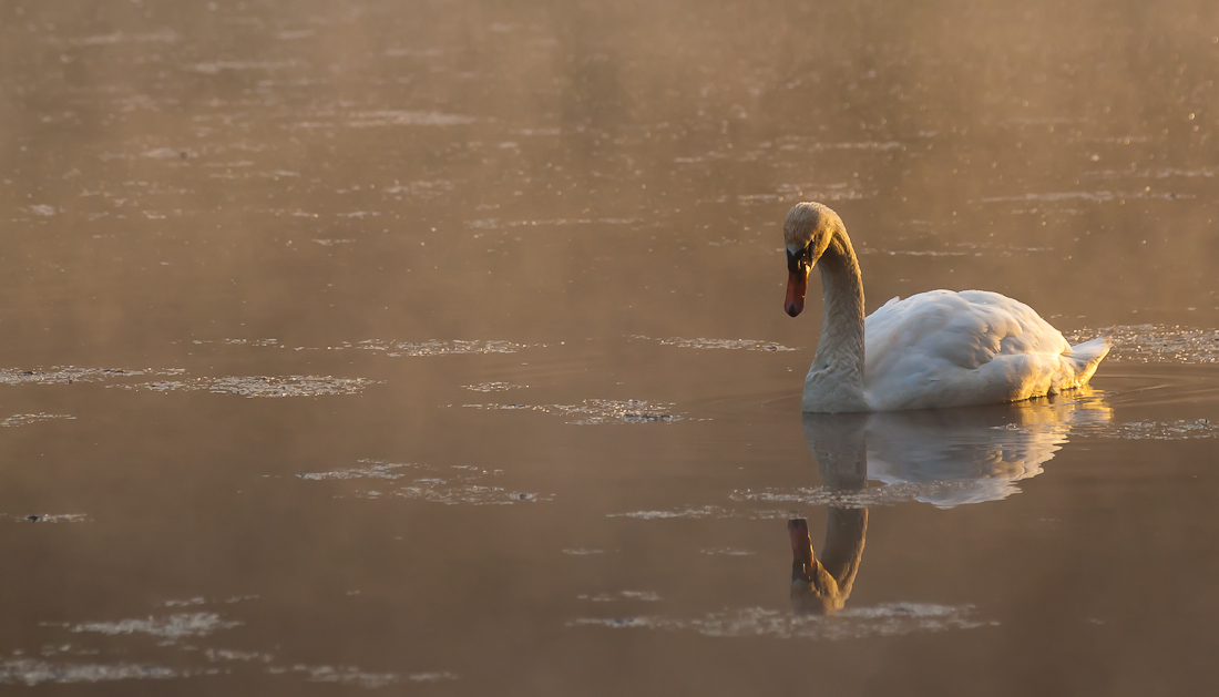 Swan in the morning mist