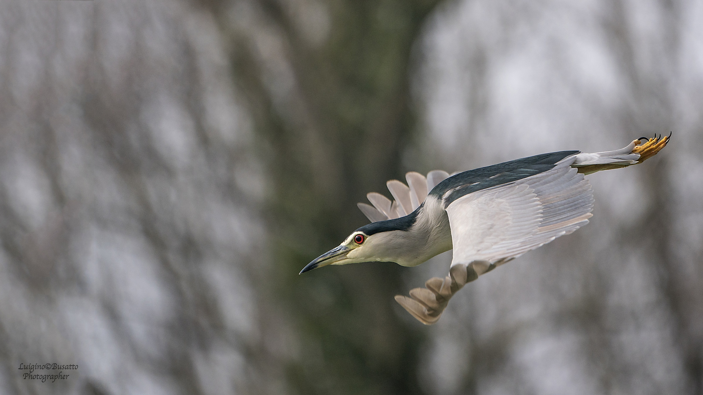 Night Heron