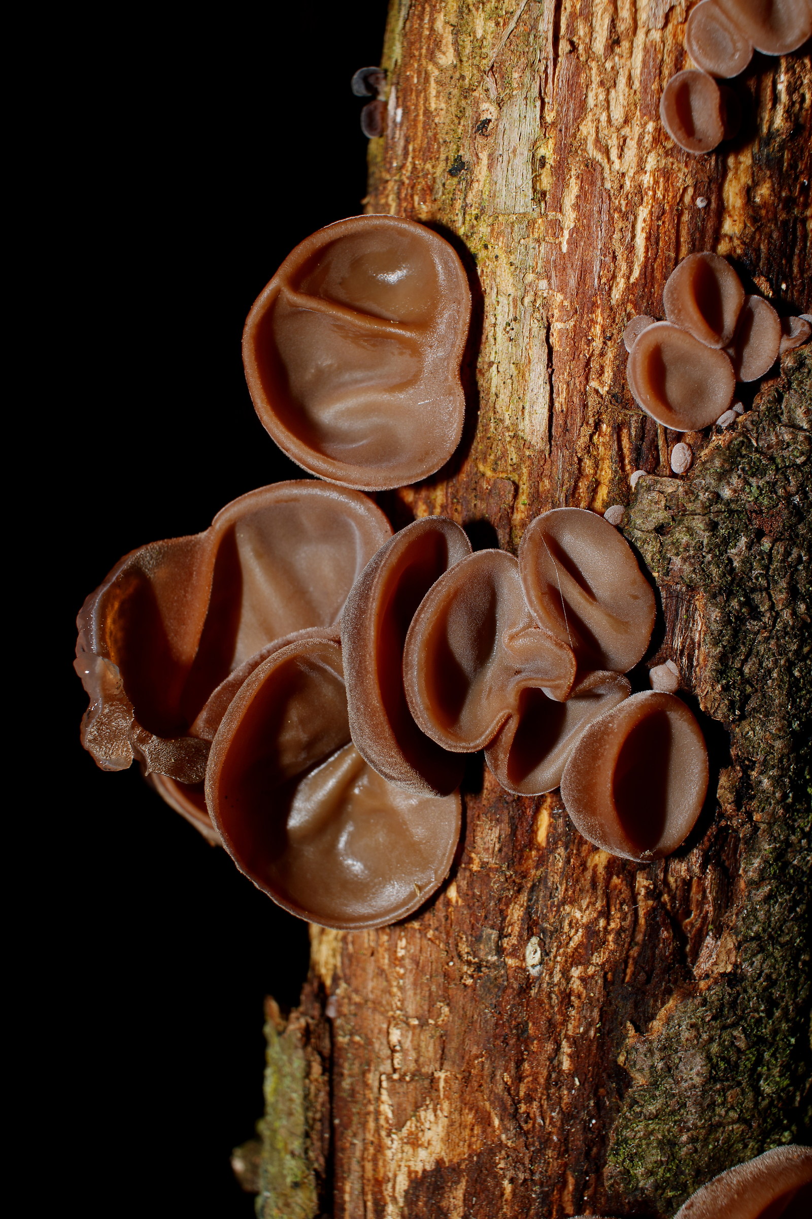 Auricularia auricula-judae
