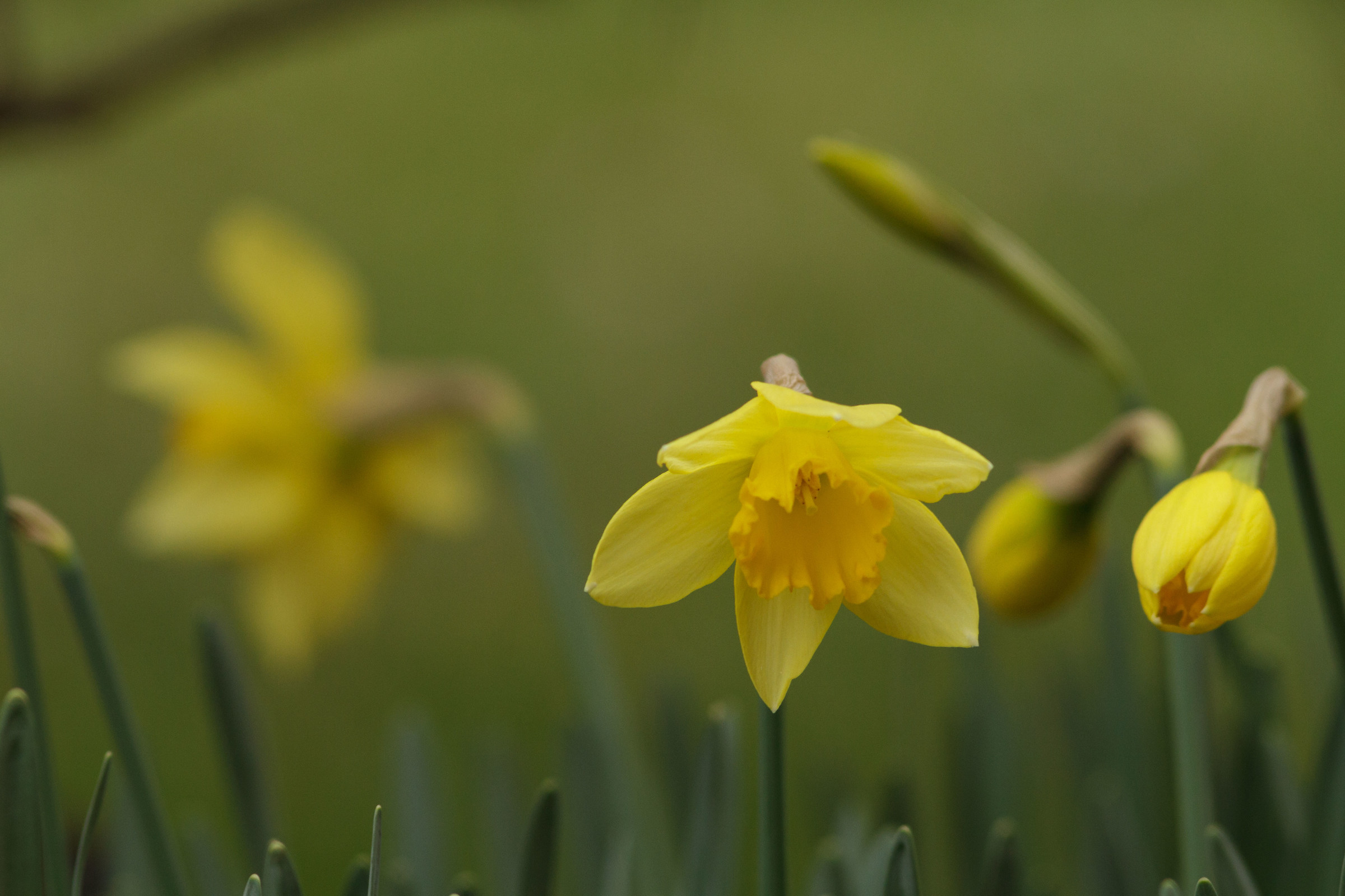 dopo la neve i fiori...