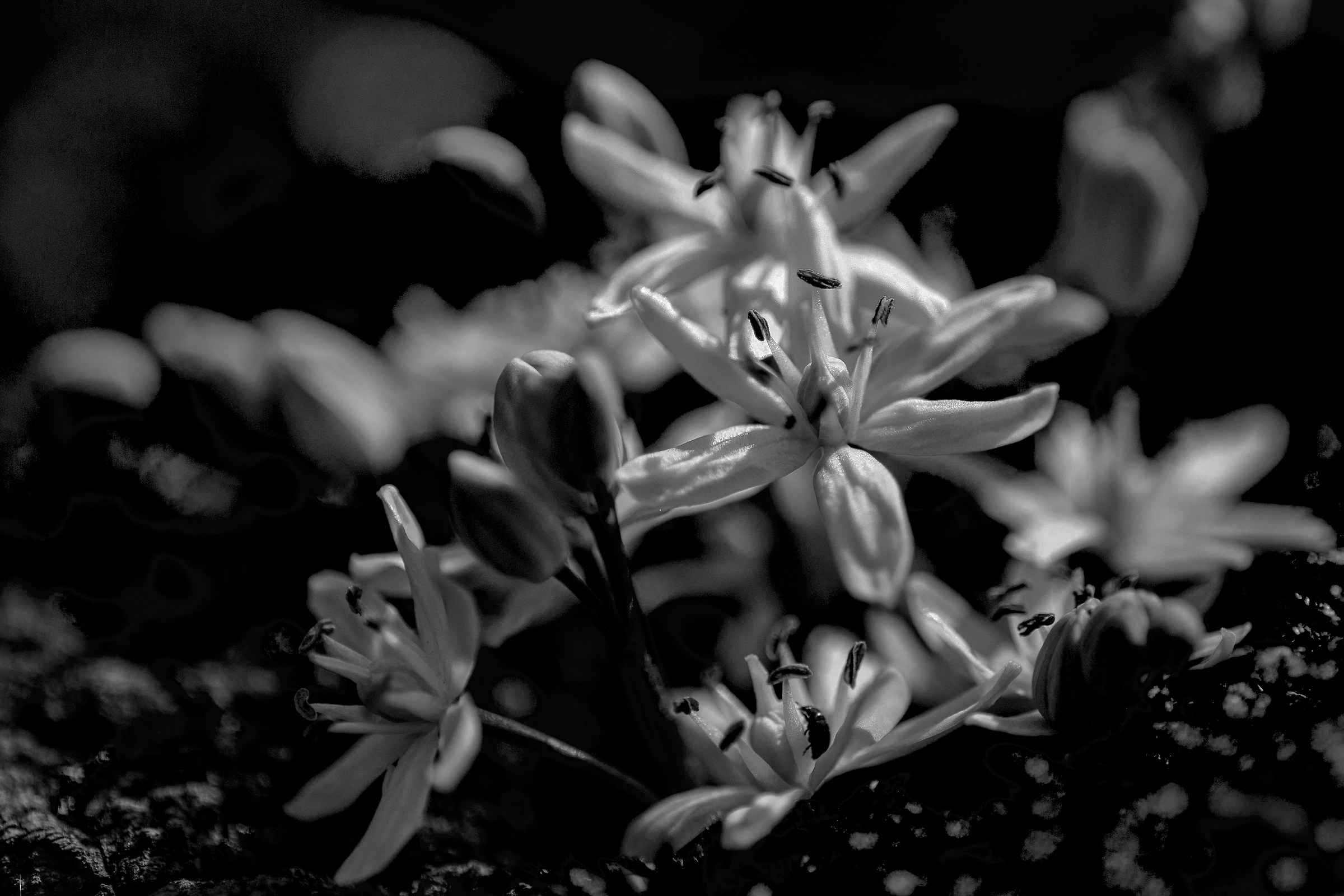 Fiorellini con insetto