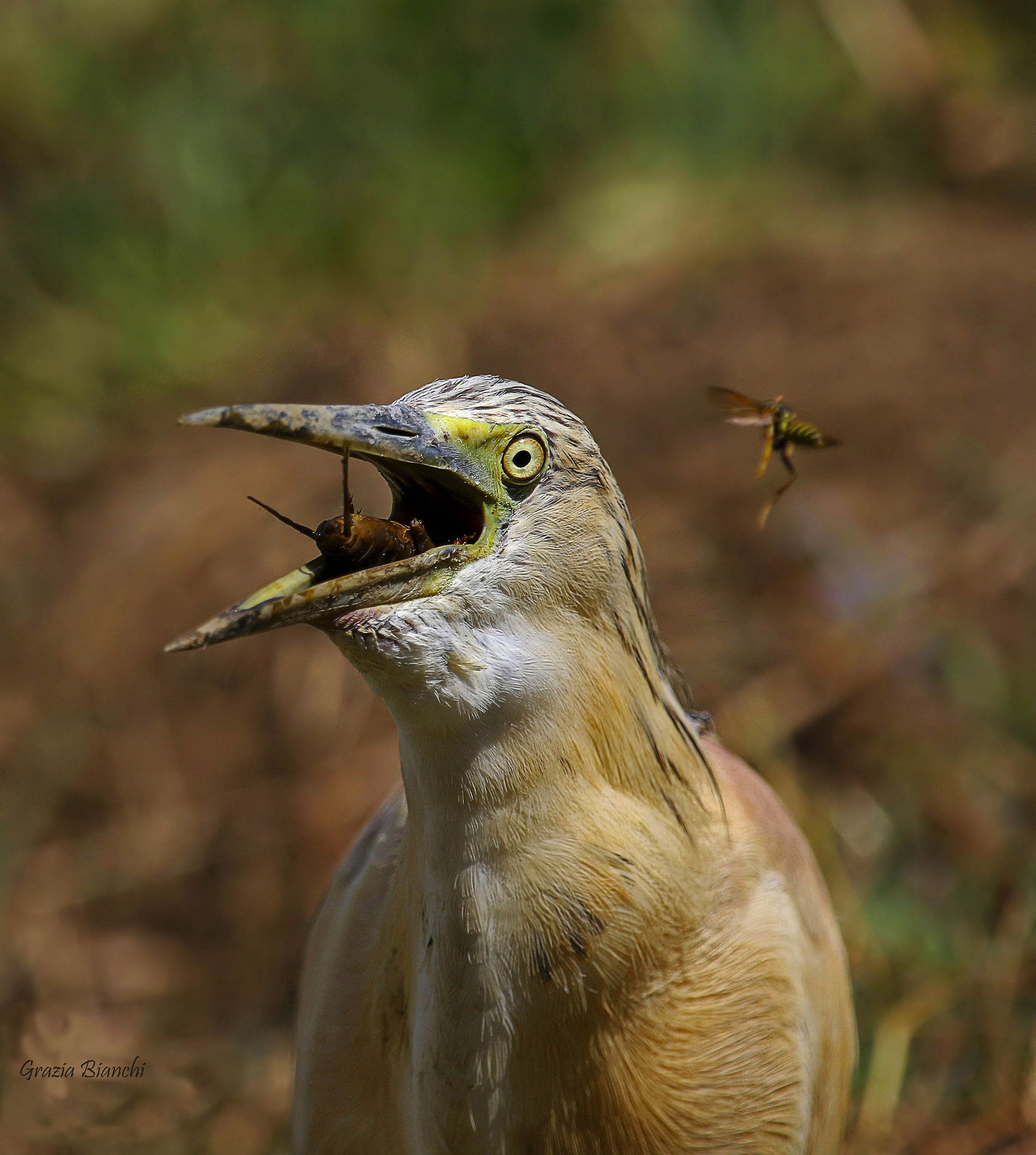 Sgarza tuft eating grillotalpa- La Piana