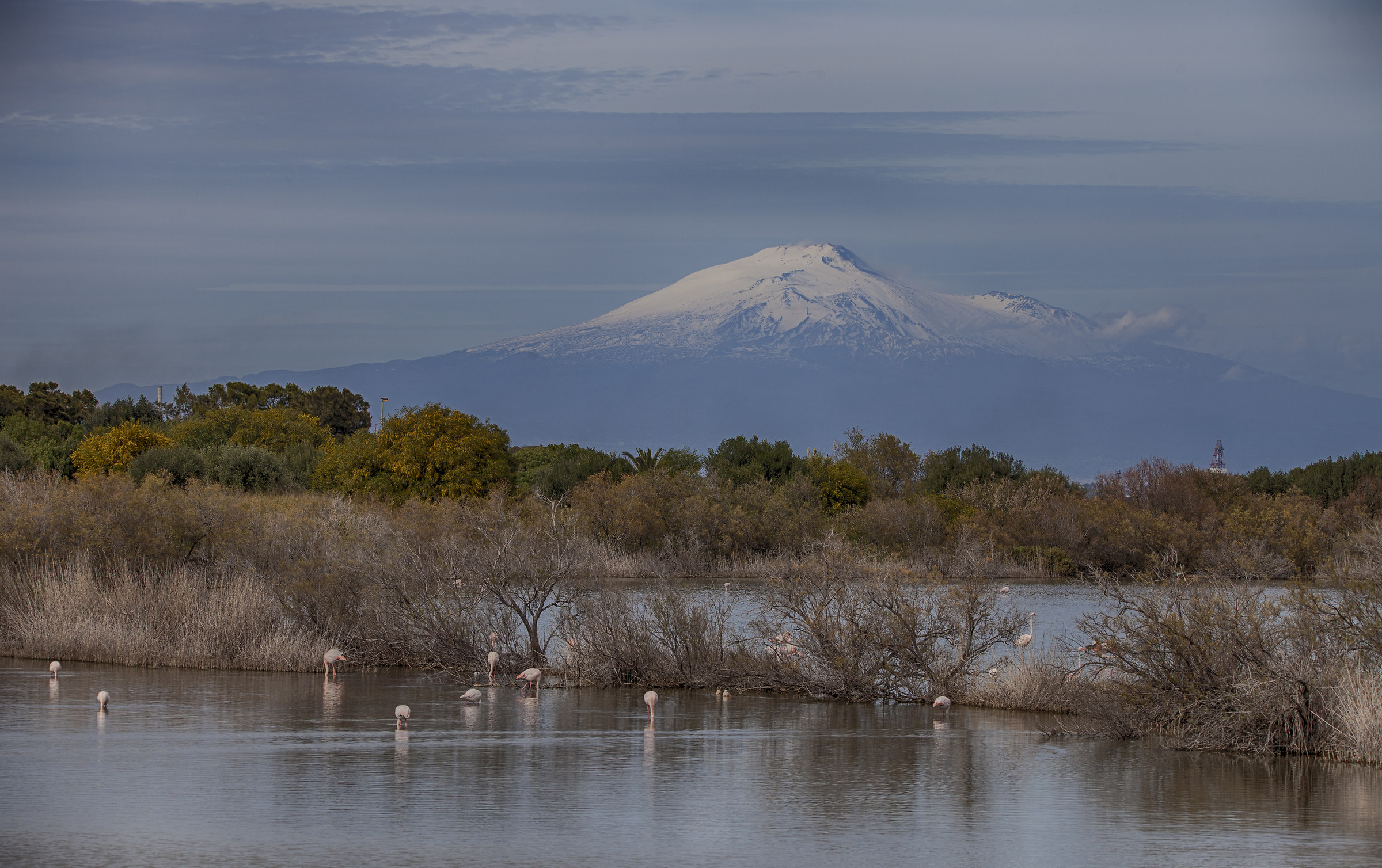 I fenicotteri e l'Etna
