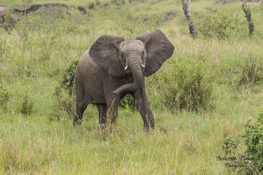 Elefante africano - Masai Mara
