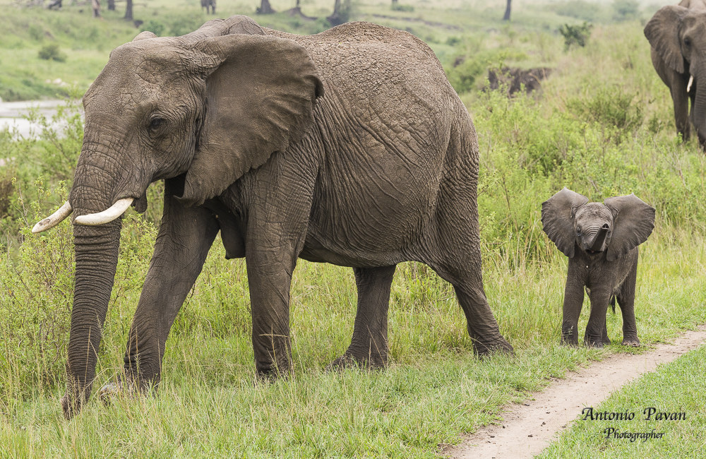 Elefante africano - Masai Mara