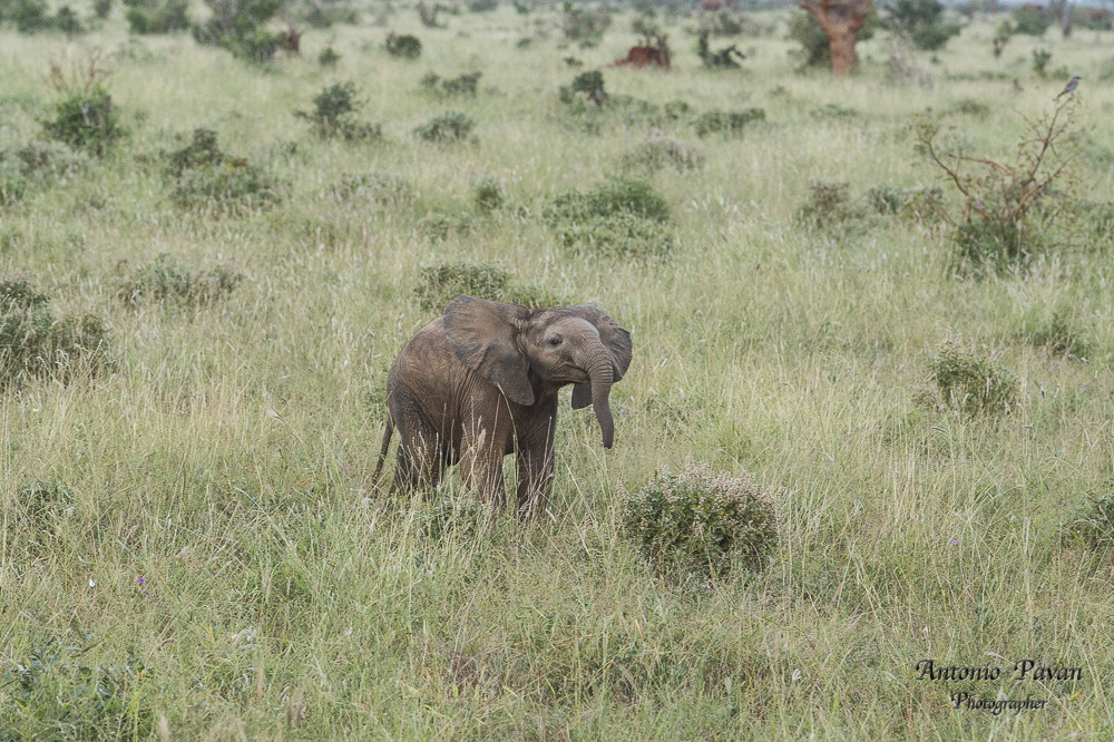 Elefante africano - Masai Mara