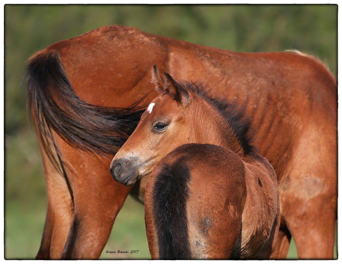 Horses of Abruzzo
